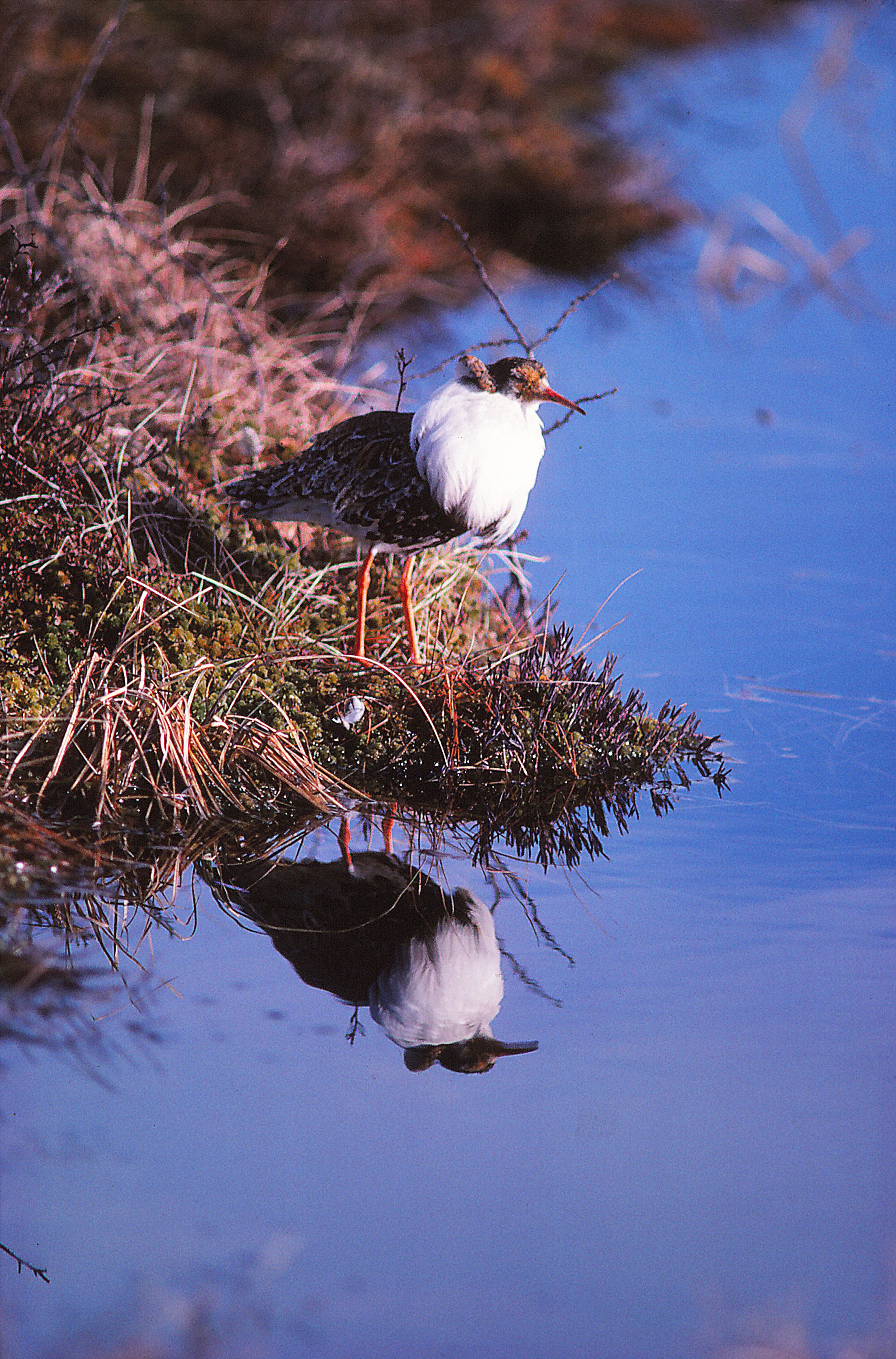 Molinga Naturreservat