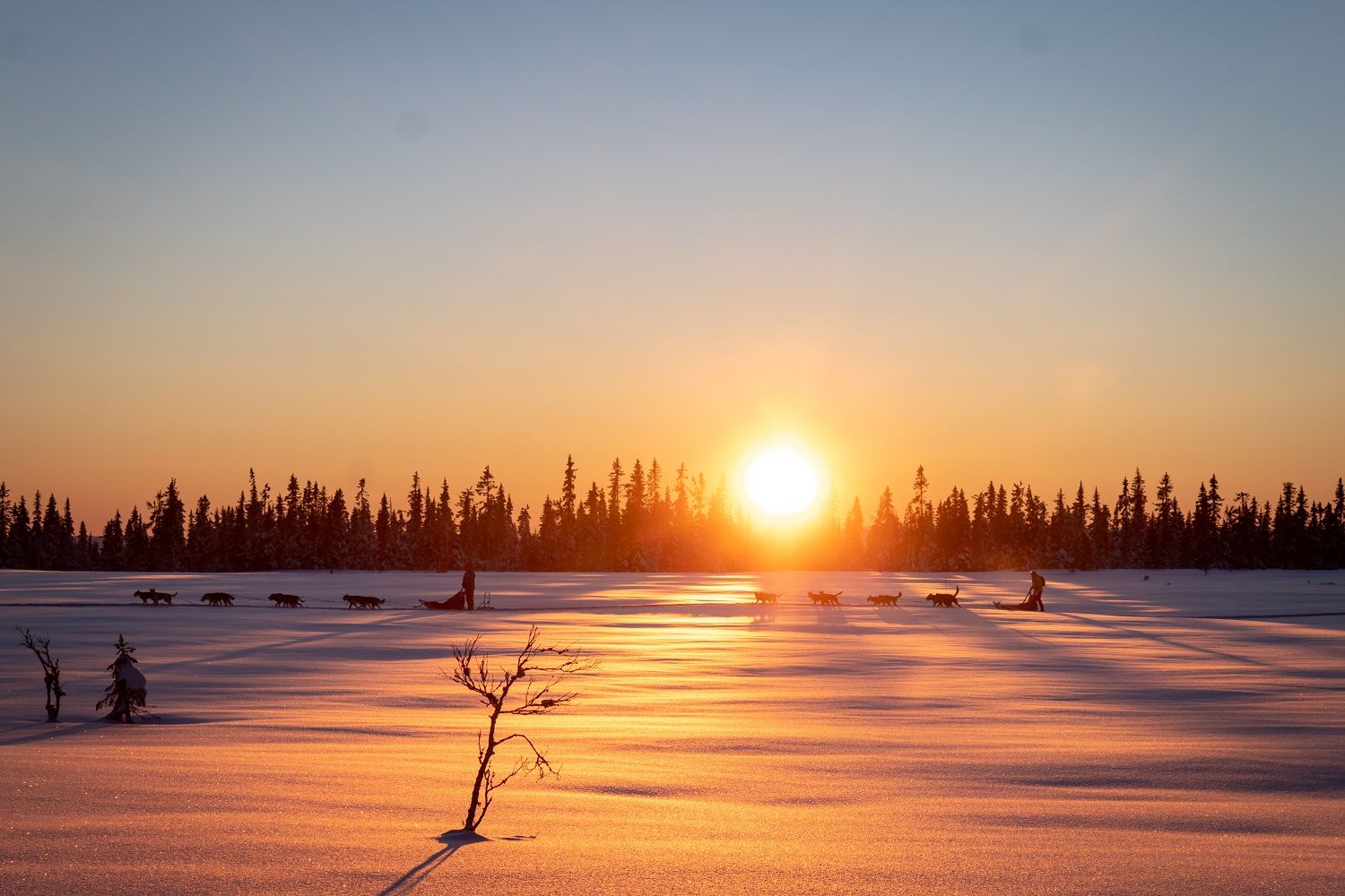 Dog sledding at sunset with Sjusjøen Husky Tours