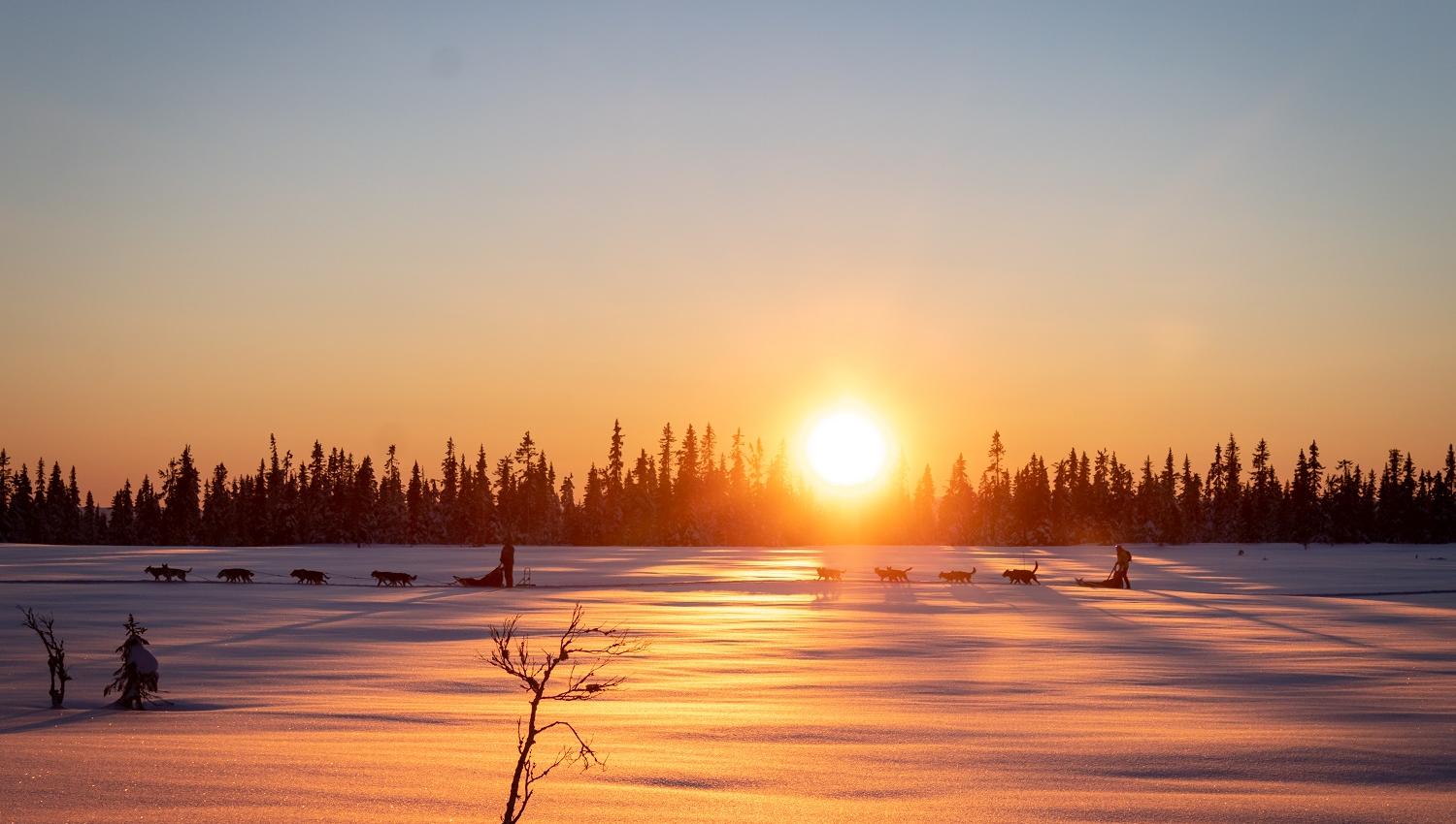 Dog sledding at sunset with Sjusjøen Husky Tours