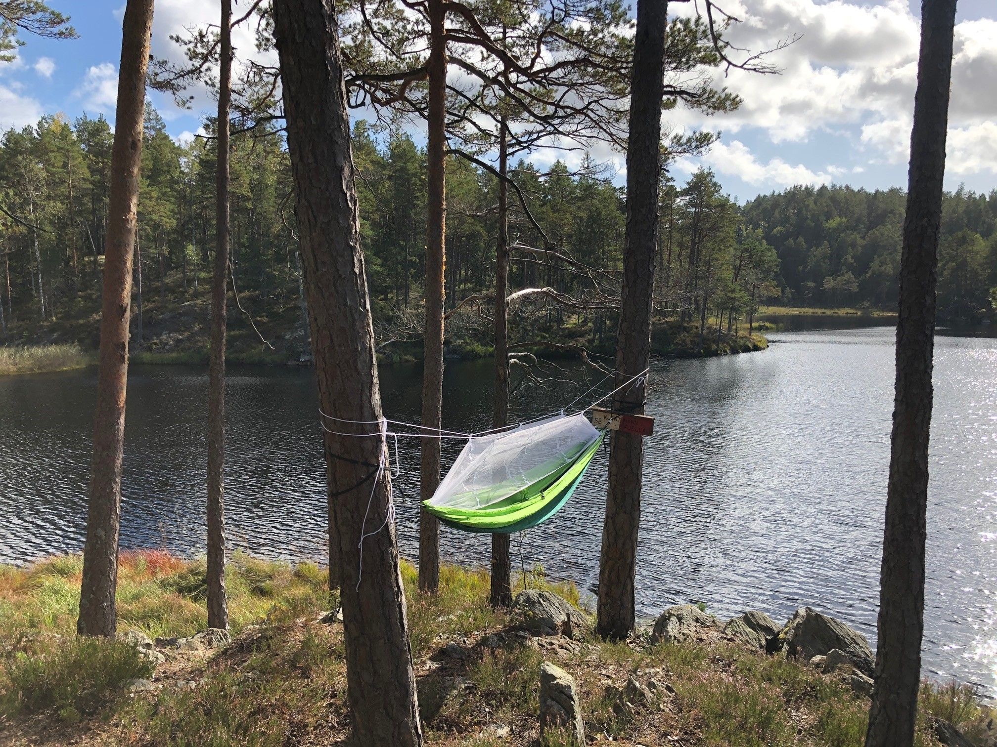 Hengekøye in the woods