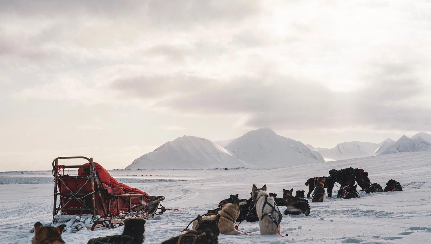 Hunder som hviler i snøen ved siden av en hundeslede