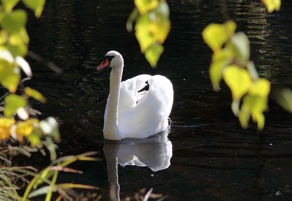 Swan