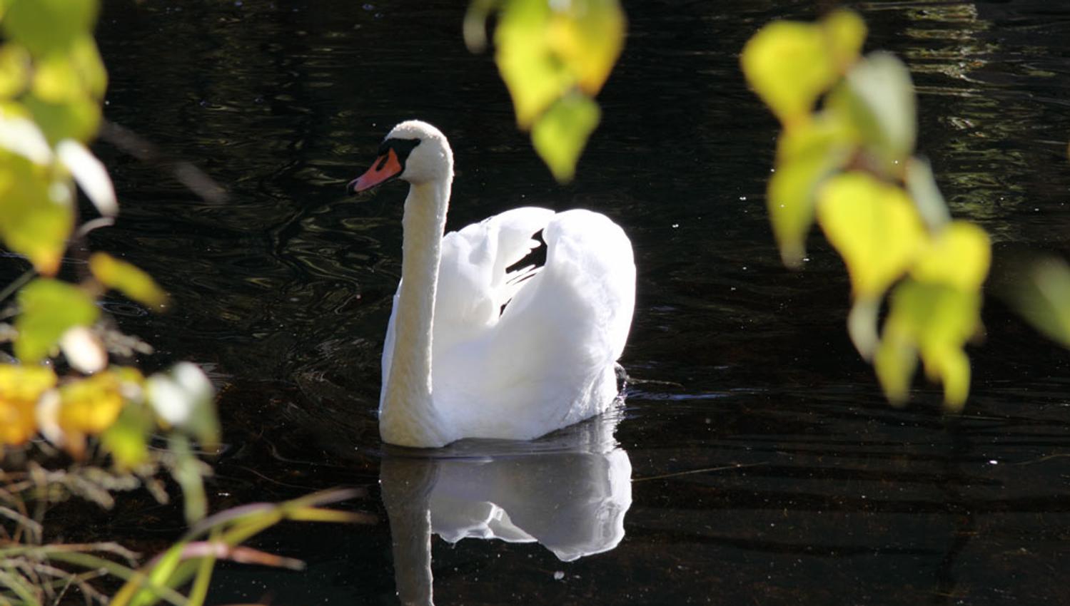 Swan