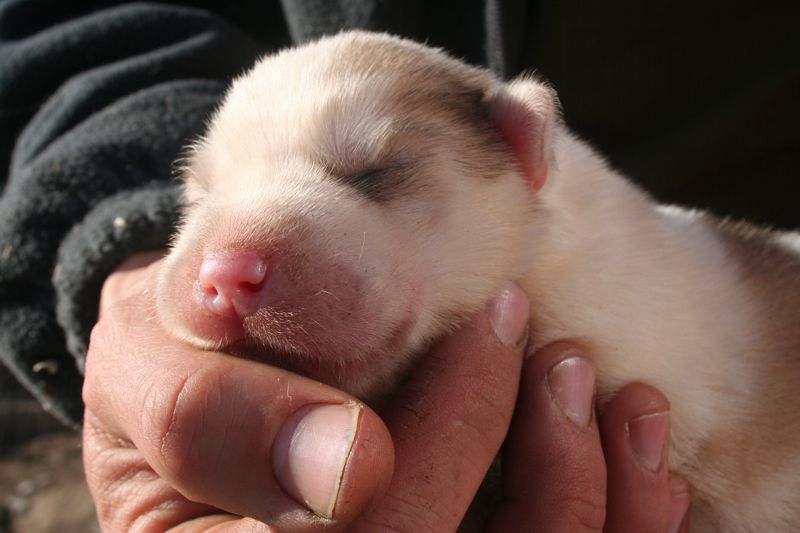 Liten hundevalp