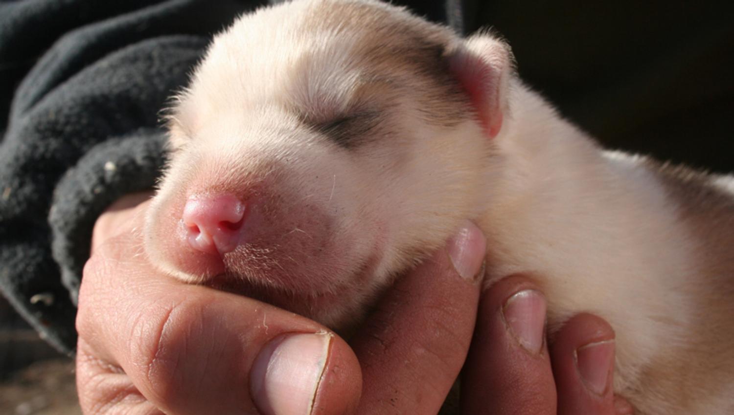 Liten hundevalp