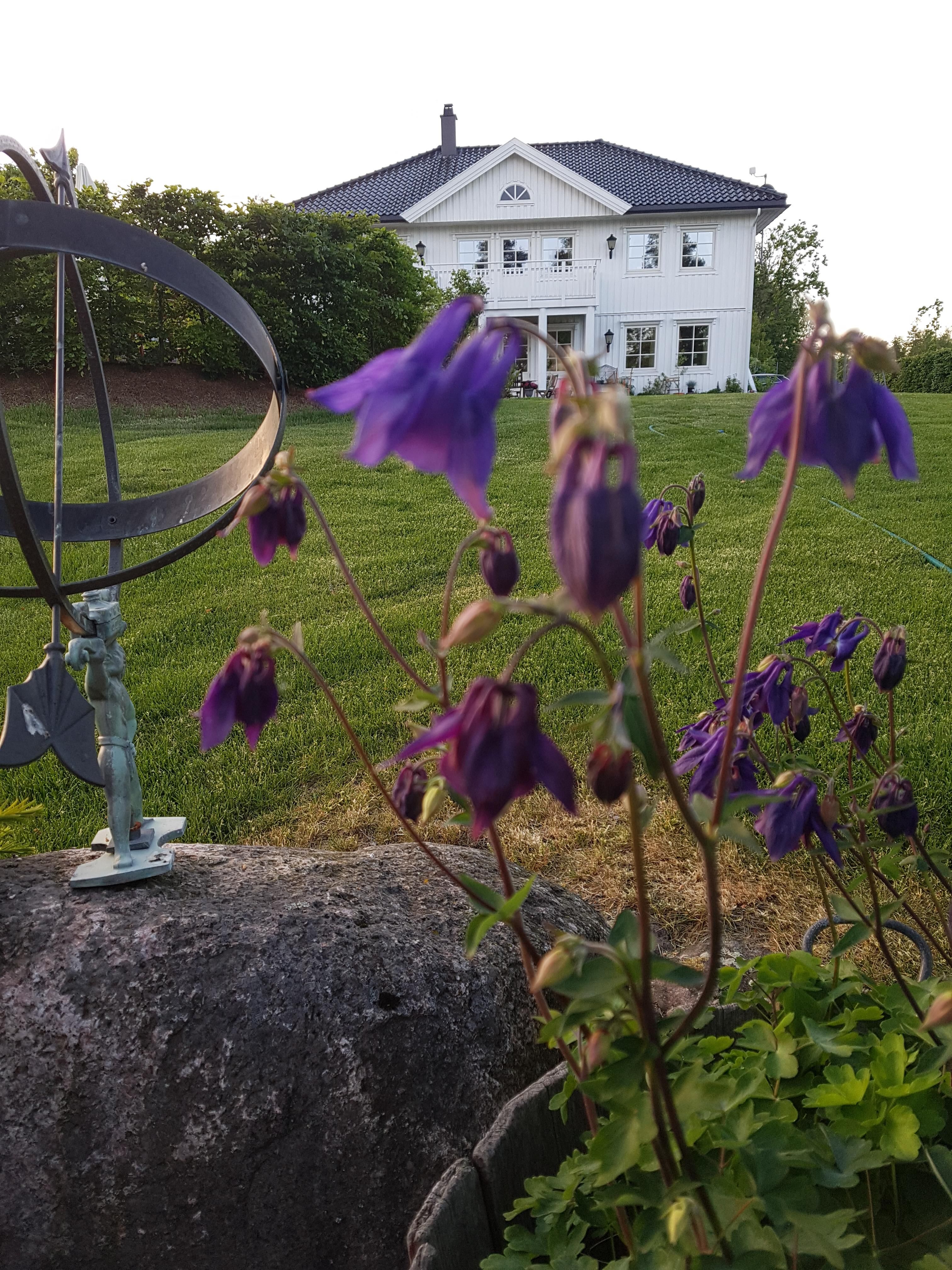 Forsommer på Hjortegården. Store blåklokker i bedet foran den store plenen med huset i bakgrunnen.