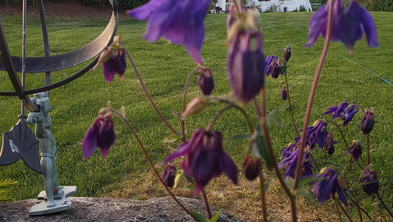 Forsommer på Hjortegården. Store blåklokker i bedet foran den store plenen med huset i bakgrunnen.