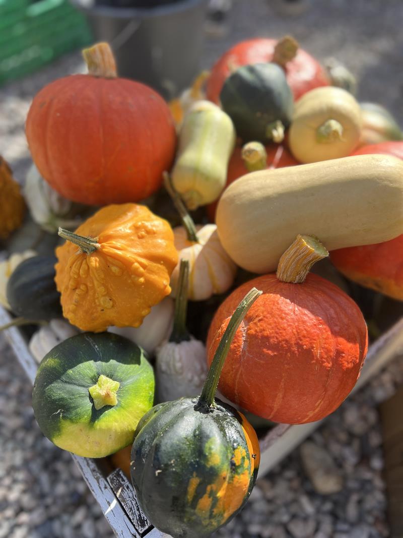Pumkins