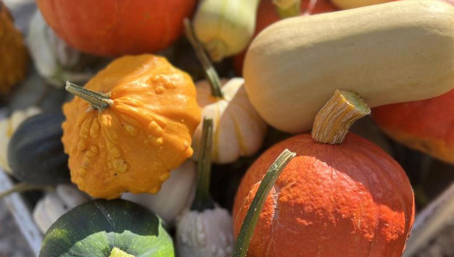 Pumkins