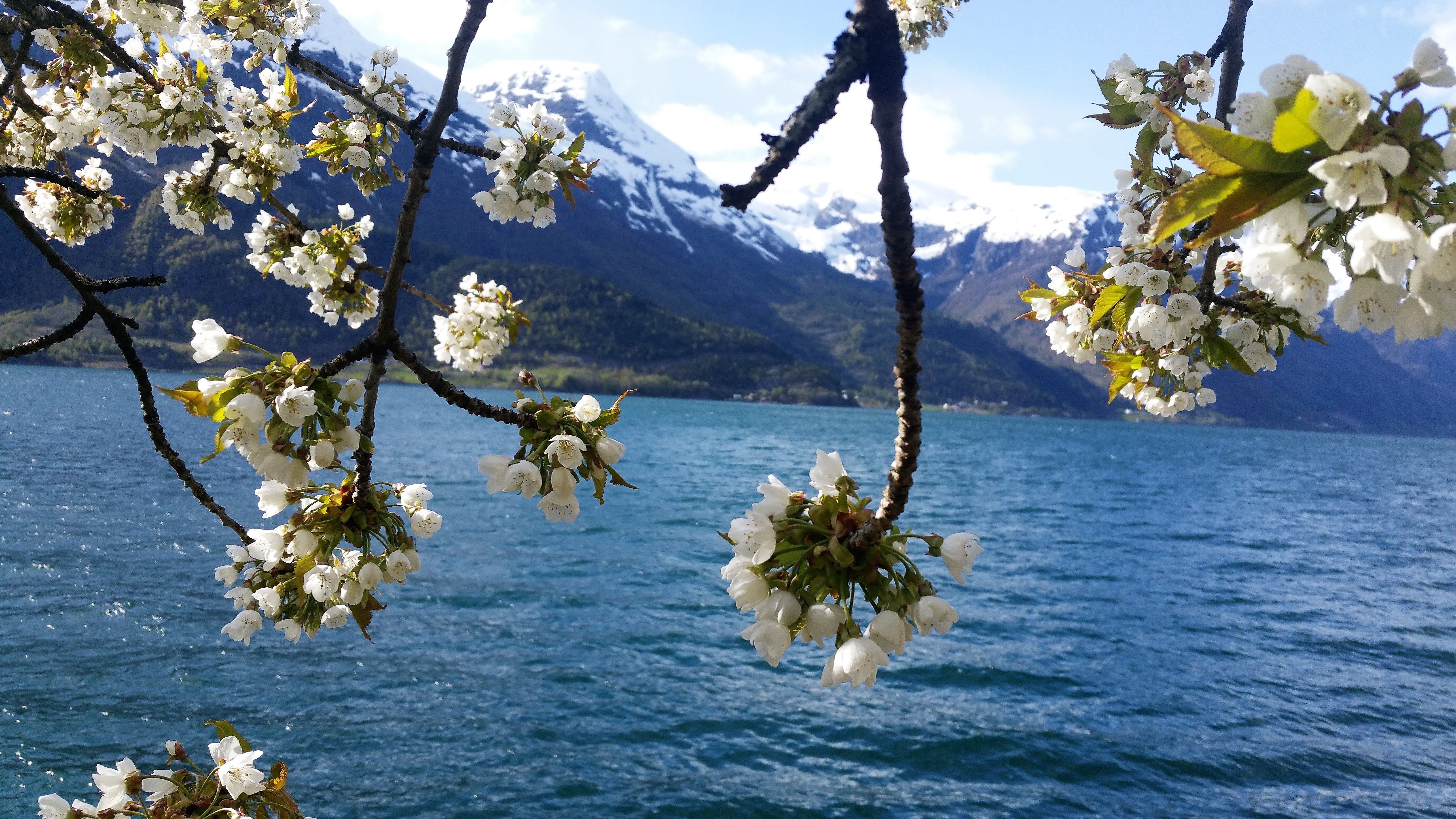 Fruit blossom by the Hardangerfjord – an iconic spring scene viewed from Stana Farm.