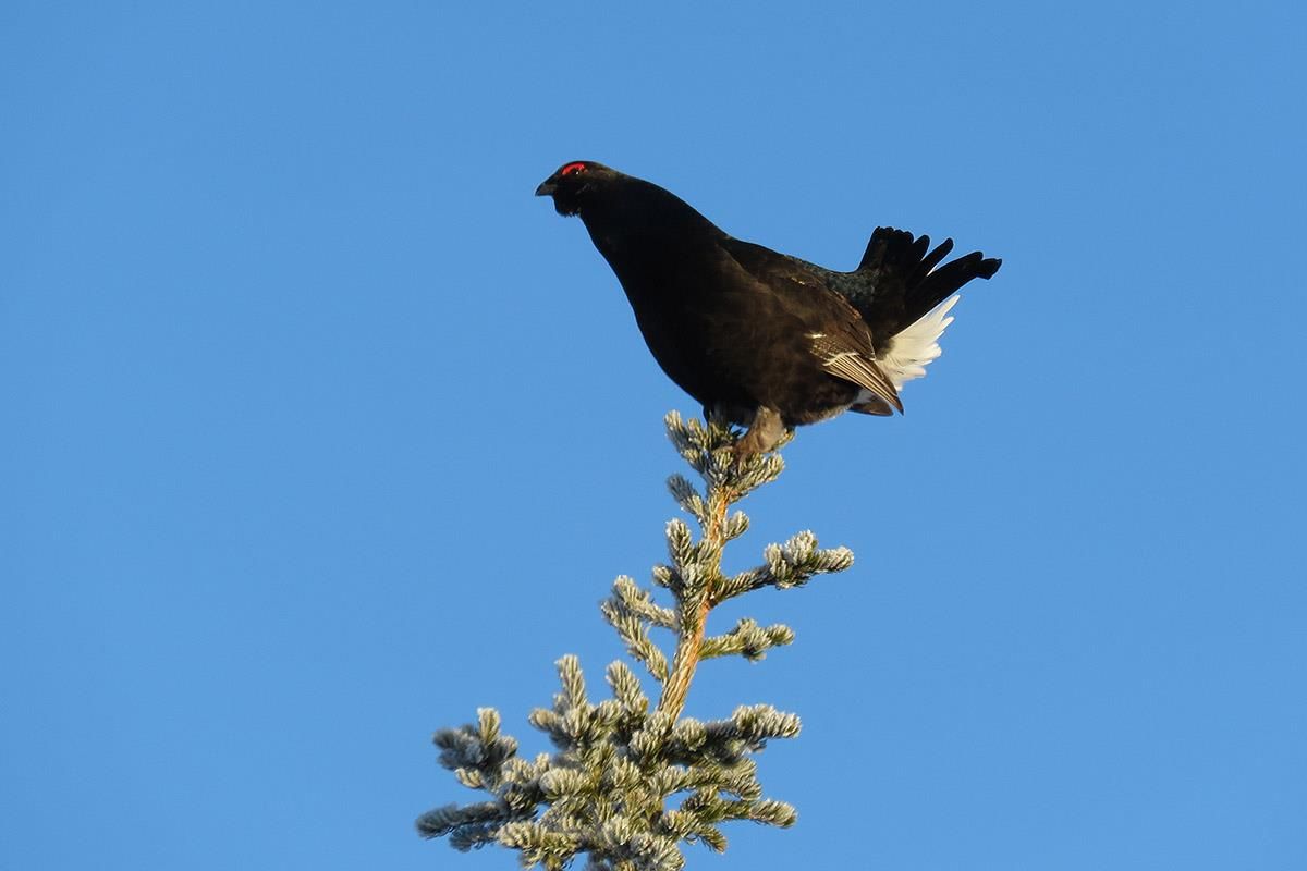 Black Grouse on top of a spruce tree