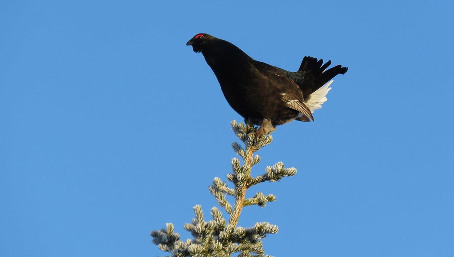 Black Grouse on top of a spruce tree