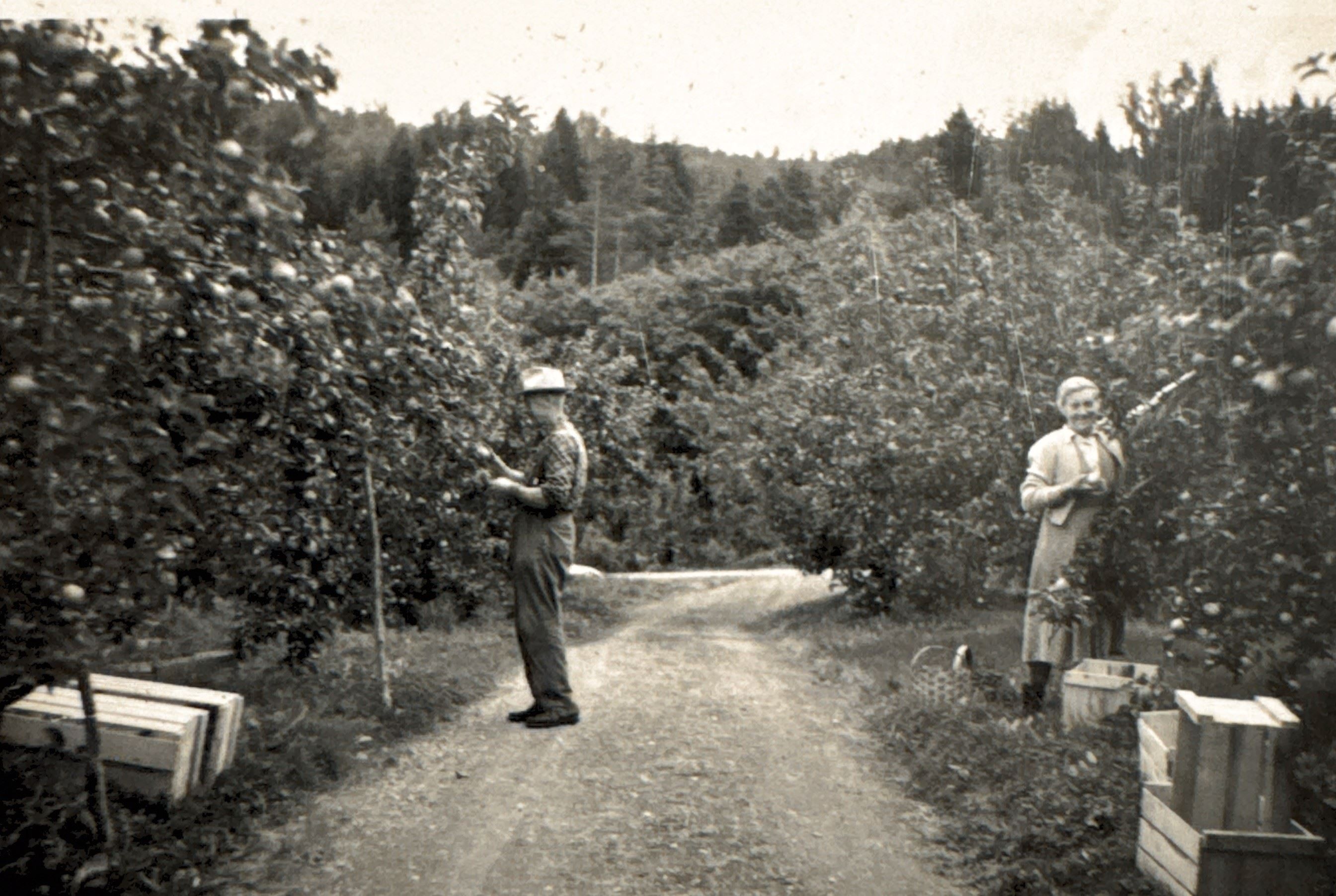 Black-and-white photo of two people standing by fruit trees along a dirt road, with wooden crates nearby.