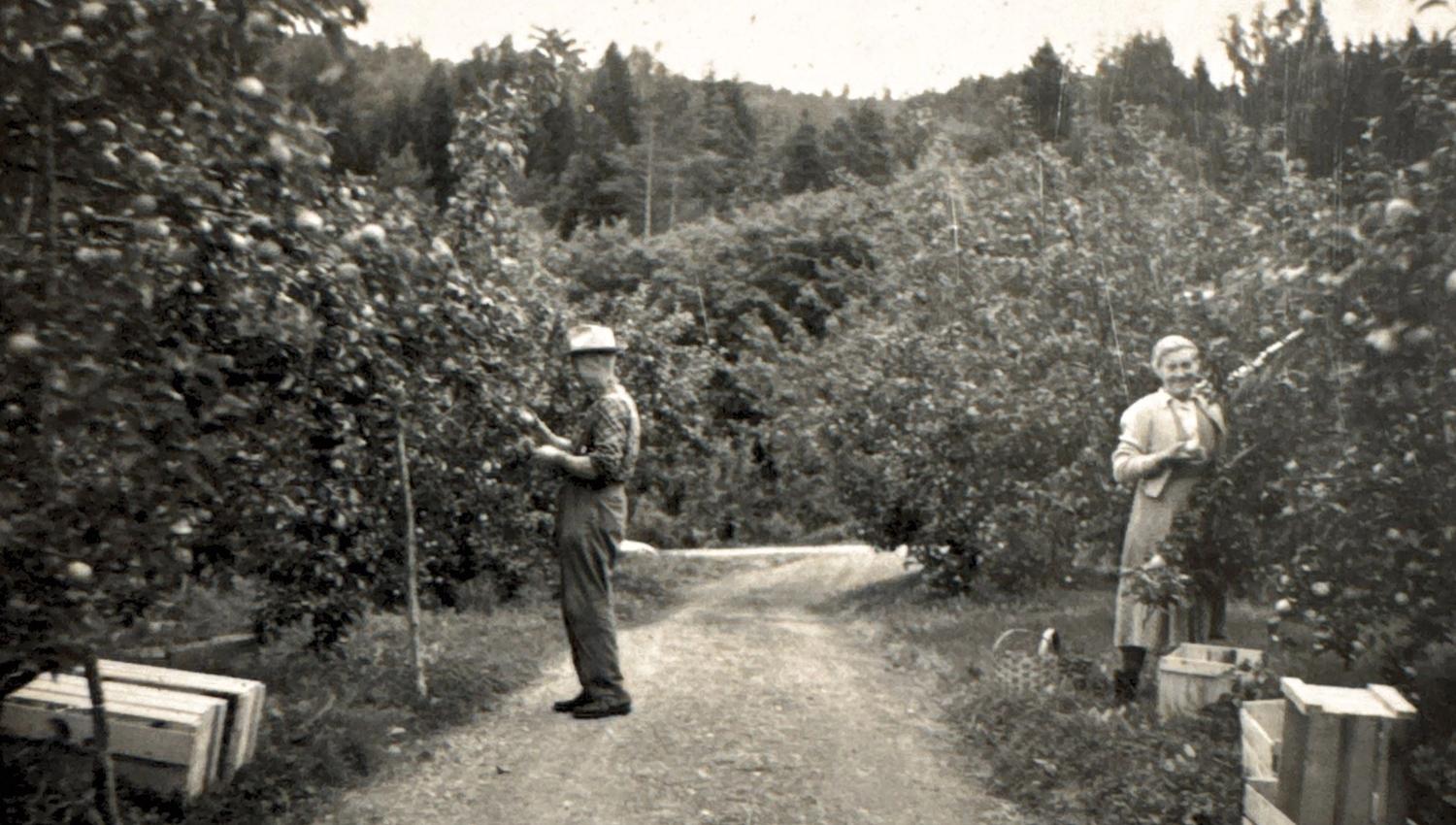Black-and-white photo of two people standing by fruit trees along a dirt road, with wooden crates nearby.