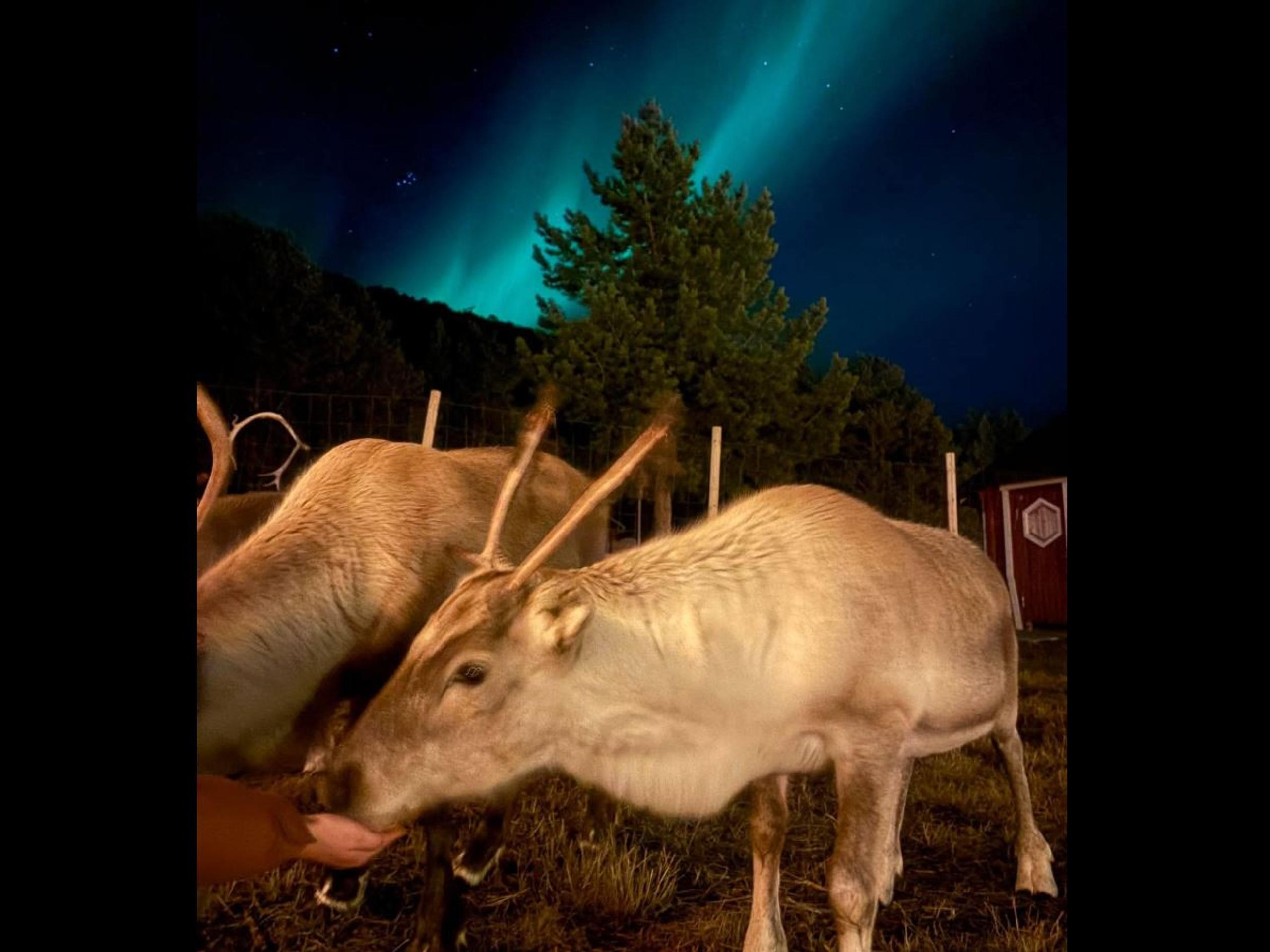 Møt og Mat Reinsdyr - Nordlyscamp - Lyngenfjord Hotel