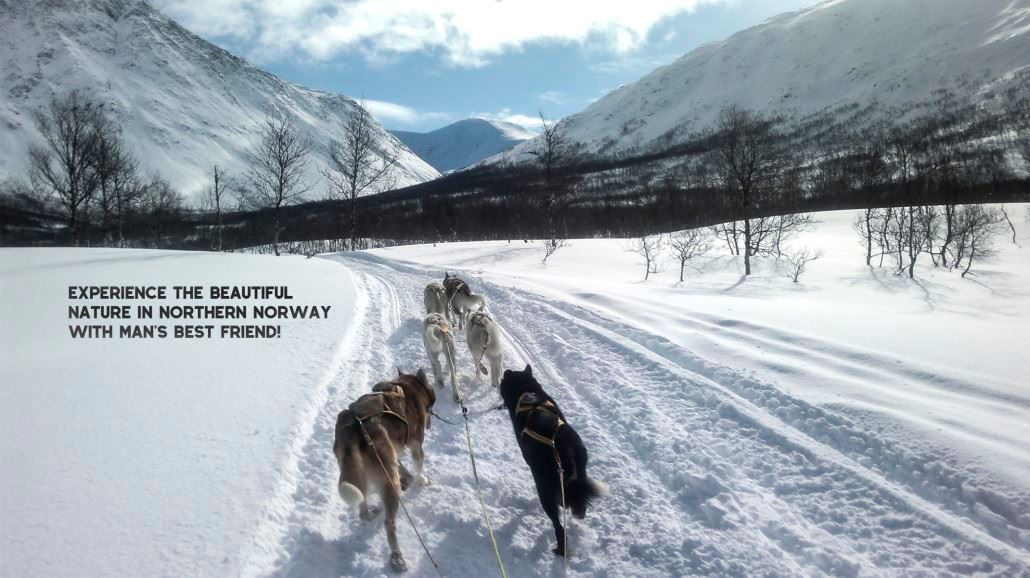 Dog-sledding through the mountains