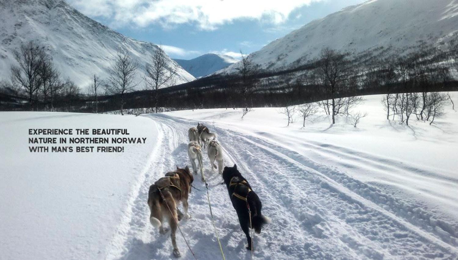 Dog-sledding through the mountains