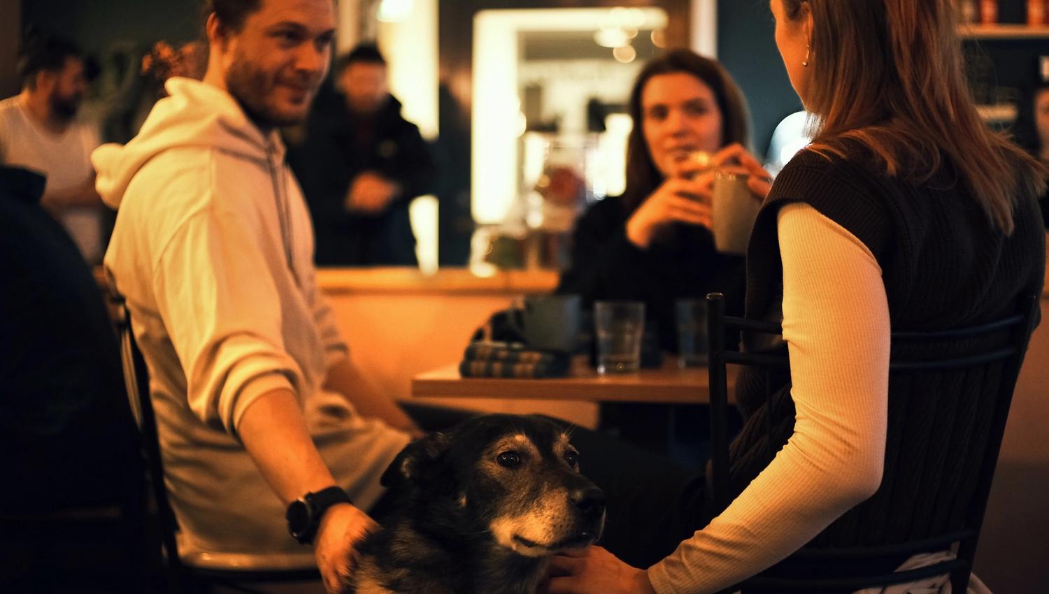 Guests around a table cuddling with a husky under the table while talking to each other.