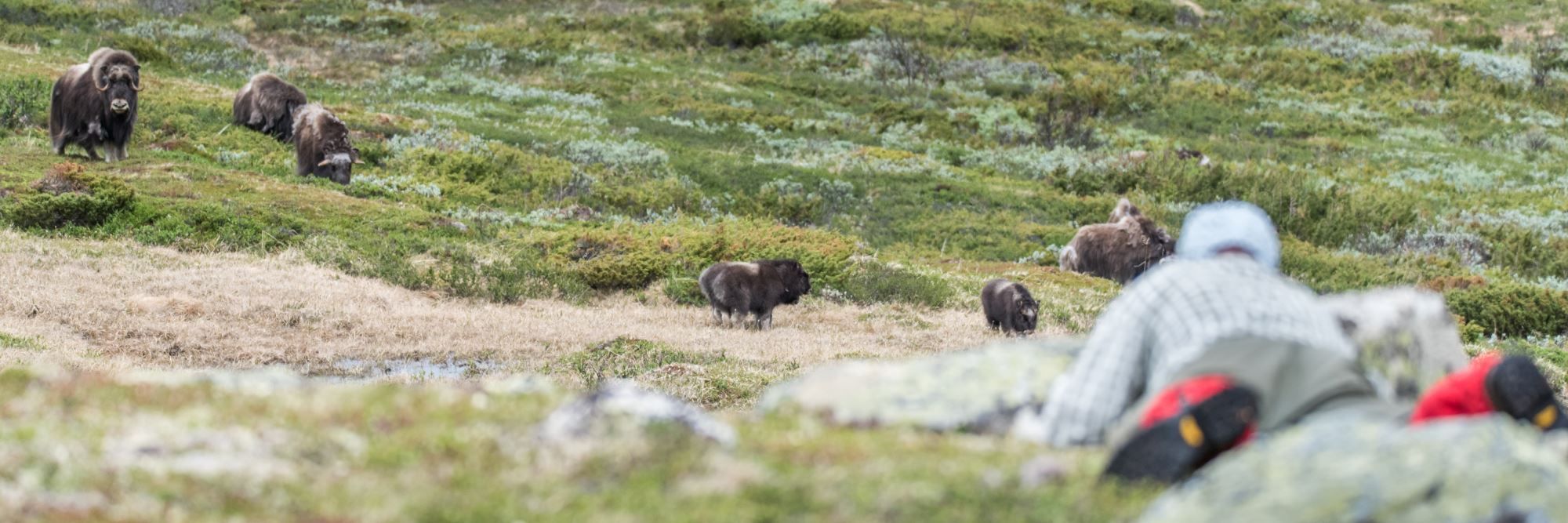Musk Ox Safari Personal Tour