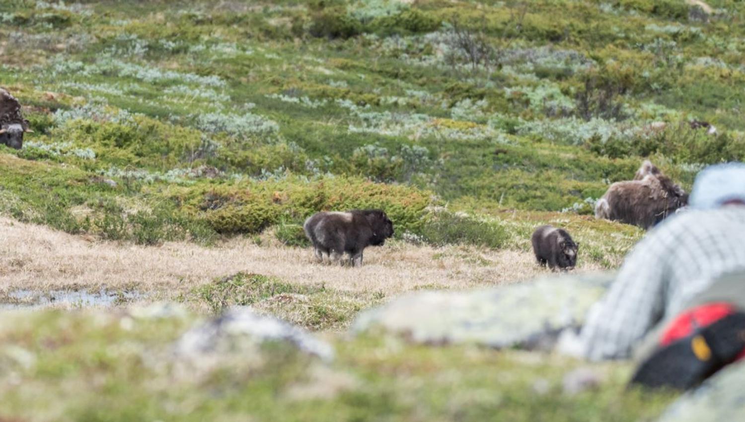 Musk Ox Safari Personal Tour