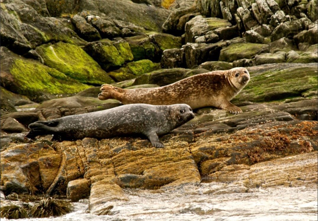 Seals relaxing on a rock