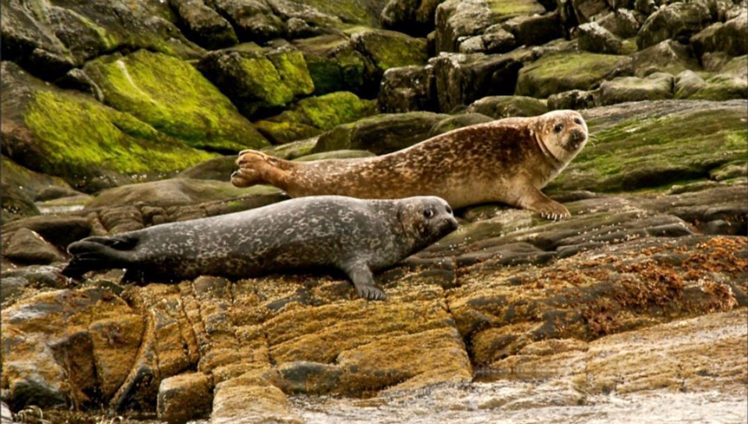 Seals relaxing on a rock