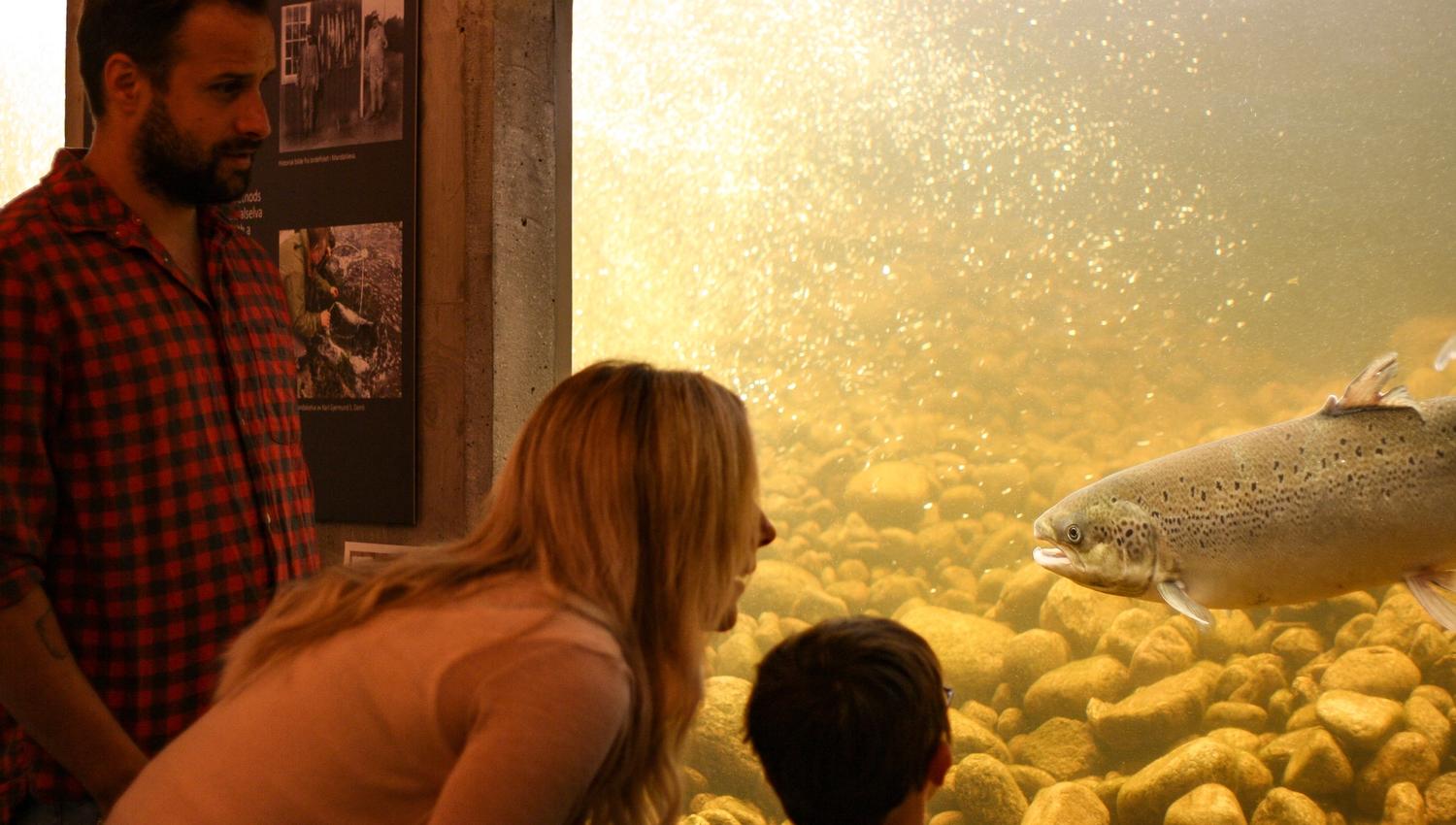 Vater, Mutter und Kind schauen in ein Aquarium und stehen Auge in Auge mit einem großen Lachs.