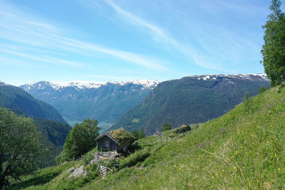 Fuglesteg