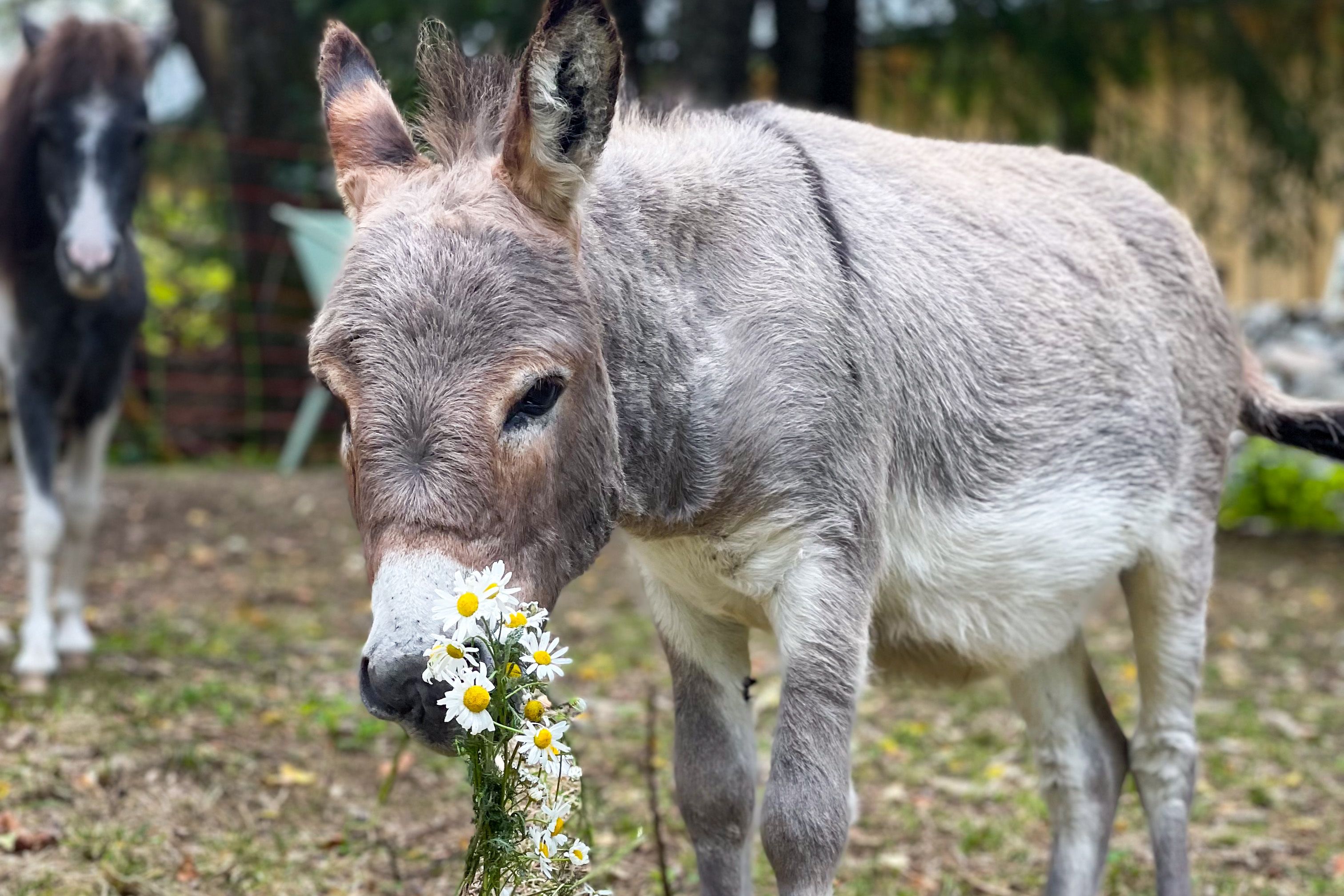 Donkey with green in its mouth