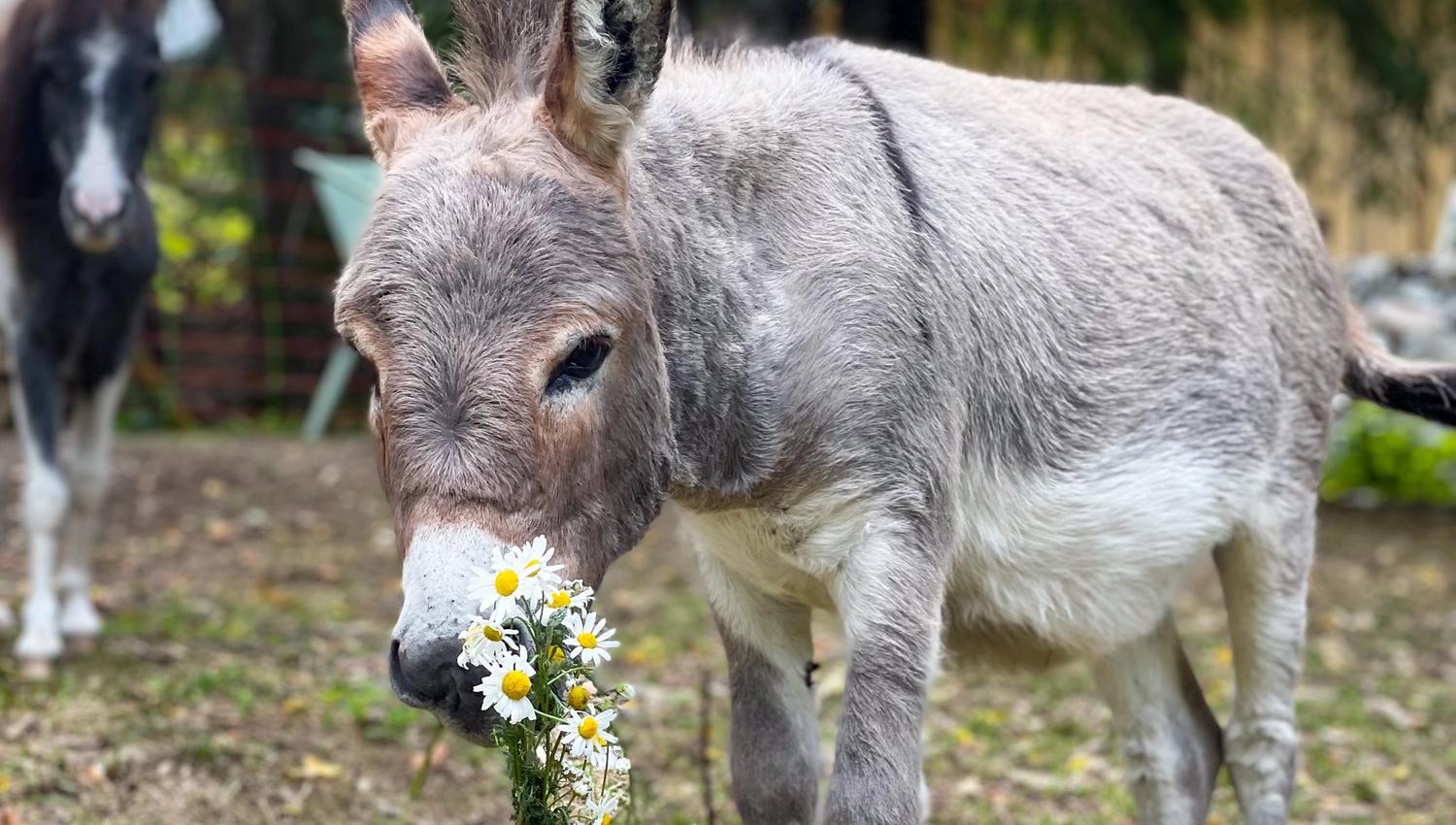 Donkey with green in its mouth