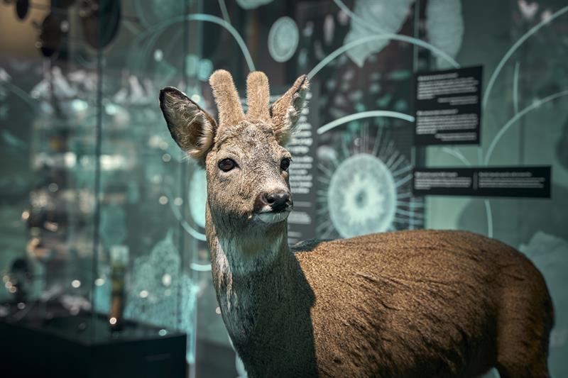 The University Museum of Bergen