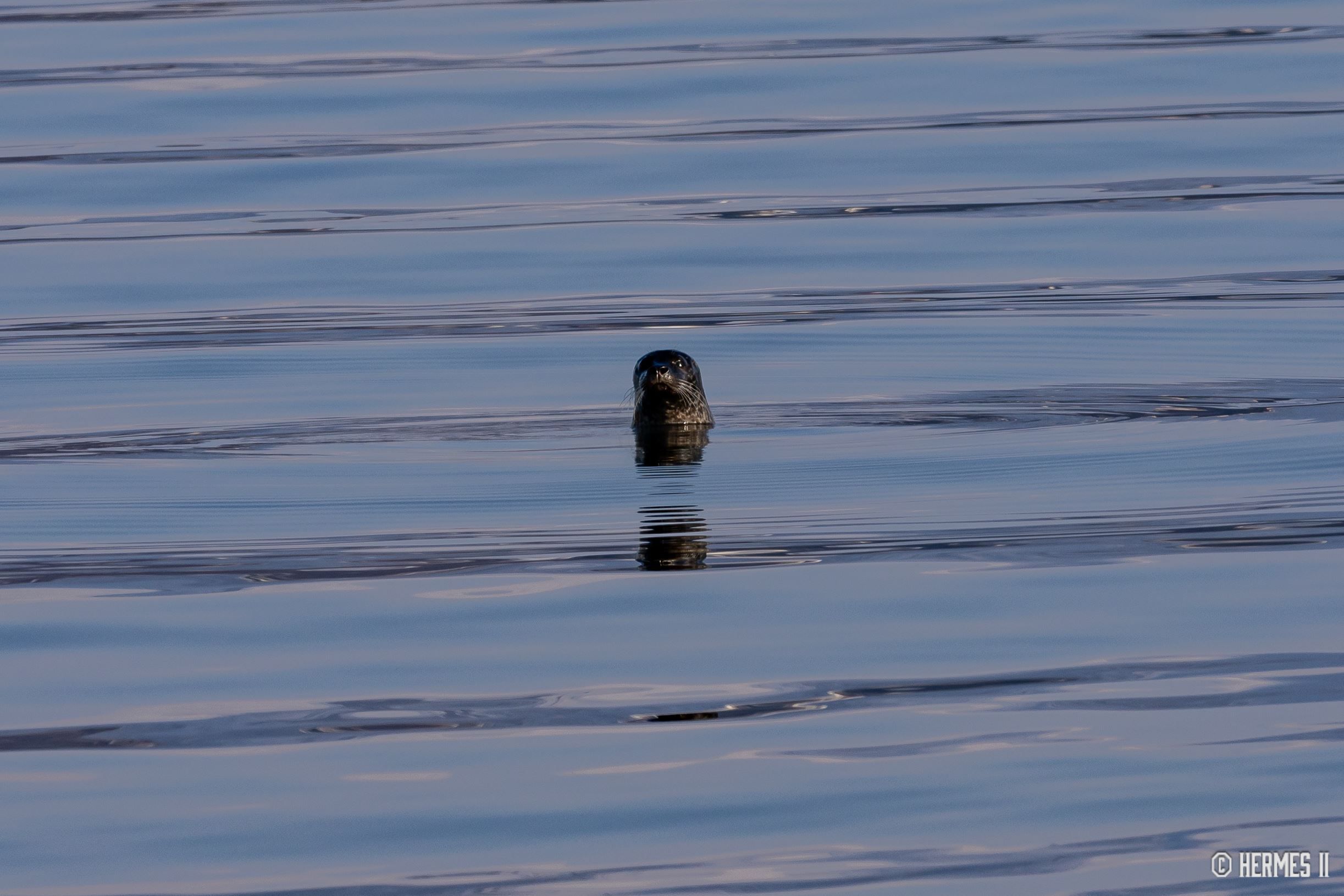 Sæl i havet