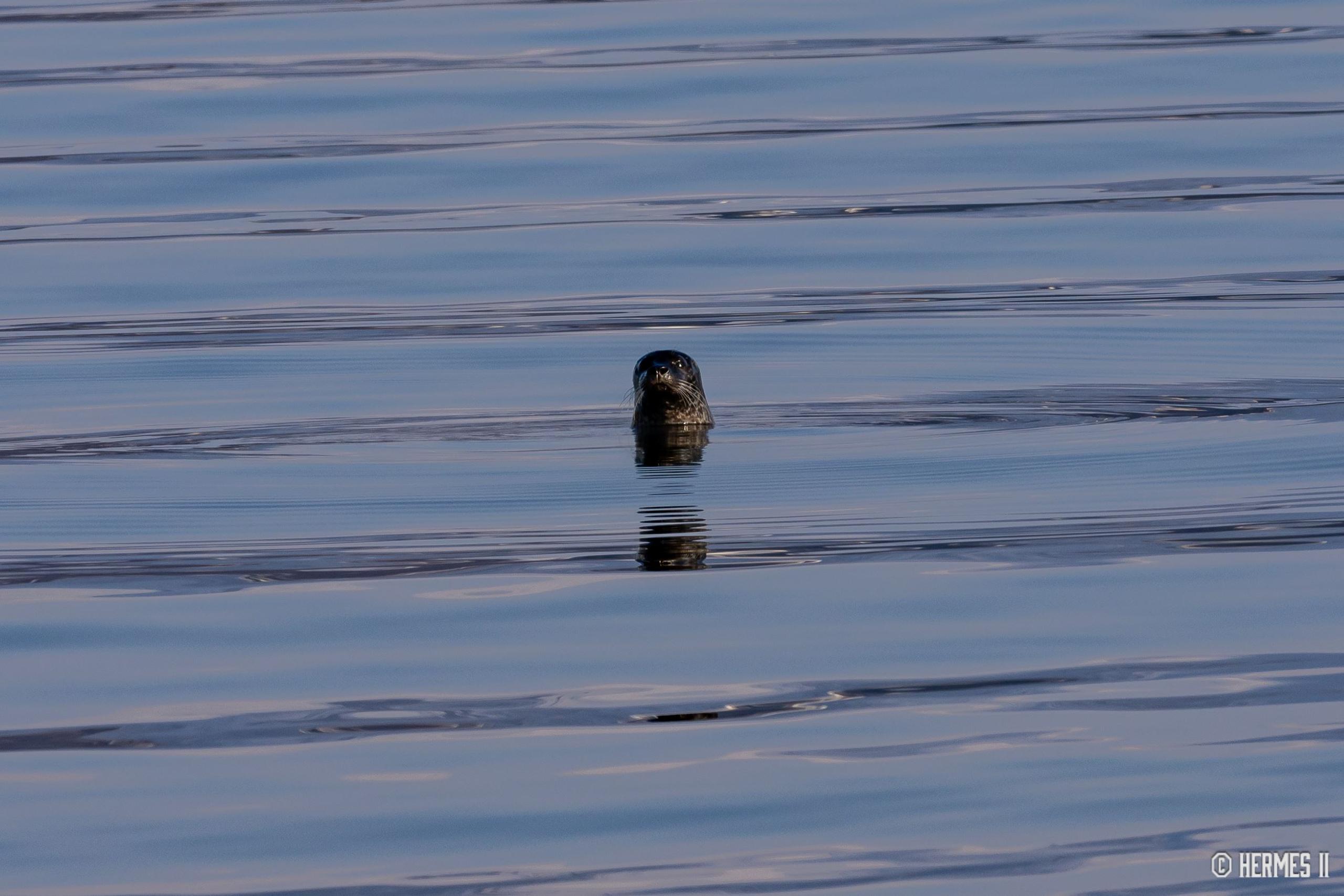Seal in the sea
