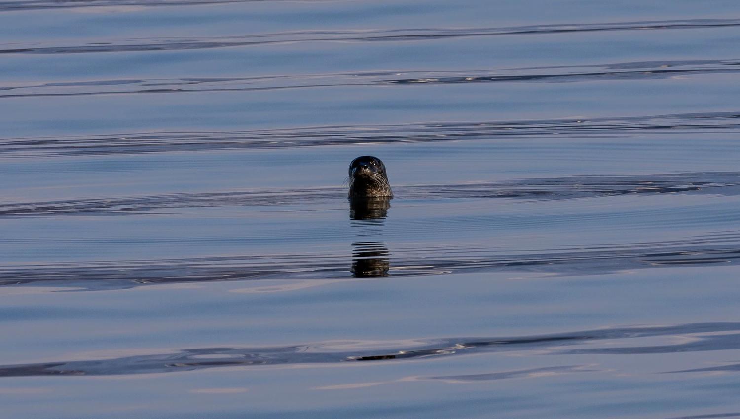 Sæl i havet