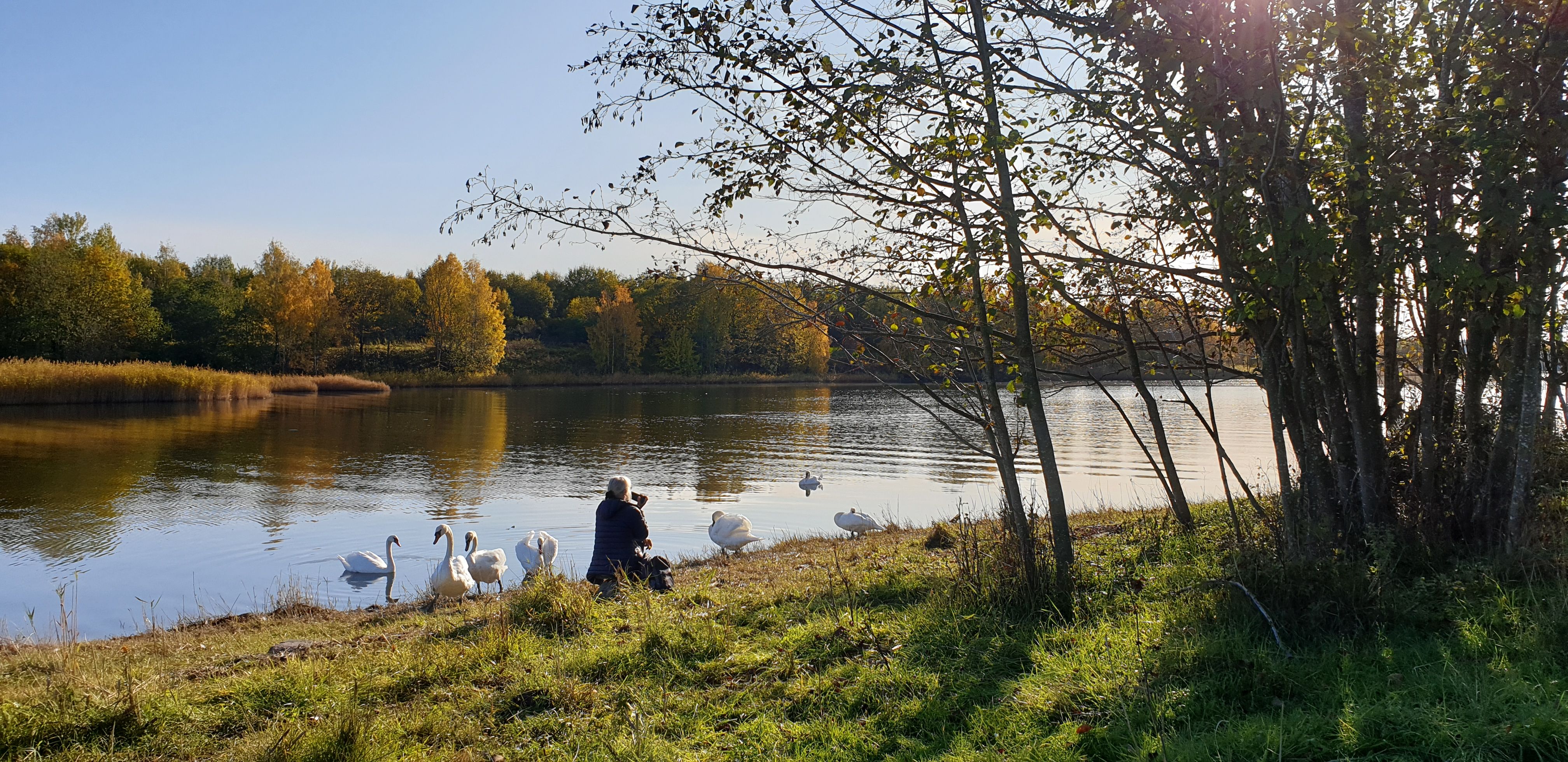 Lilløyplassen - swans by the sea