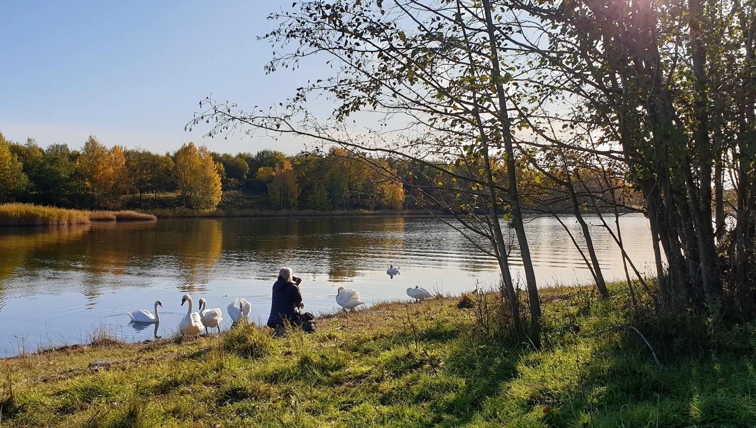 Lilløyplassen - swans by the sea