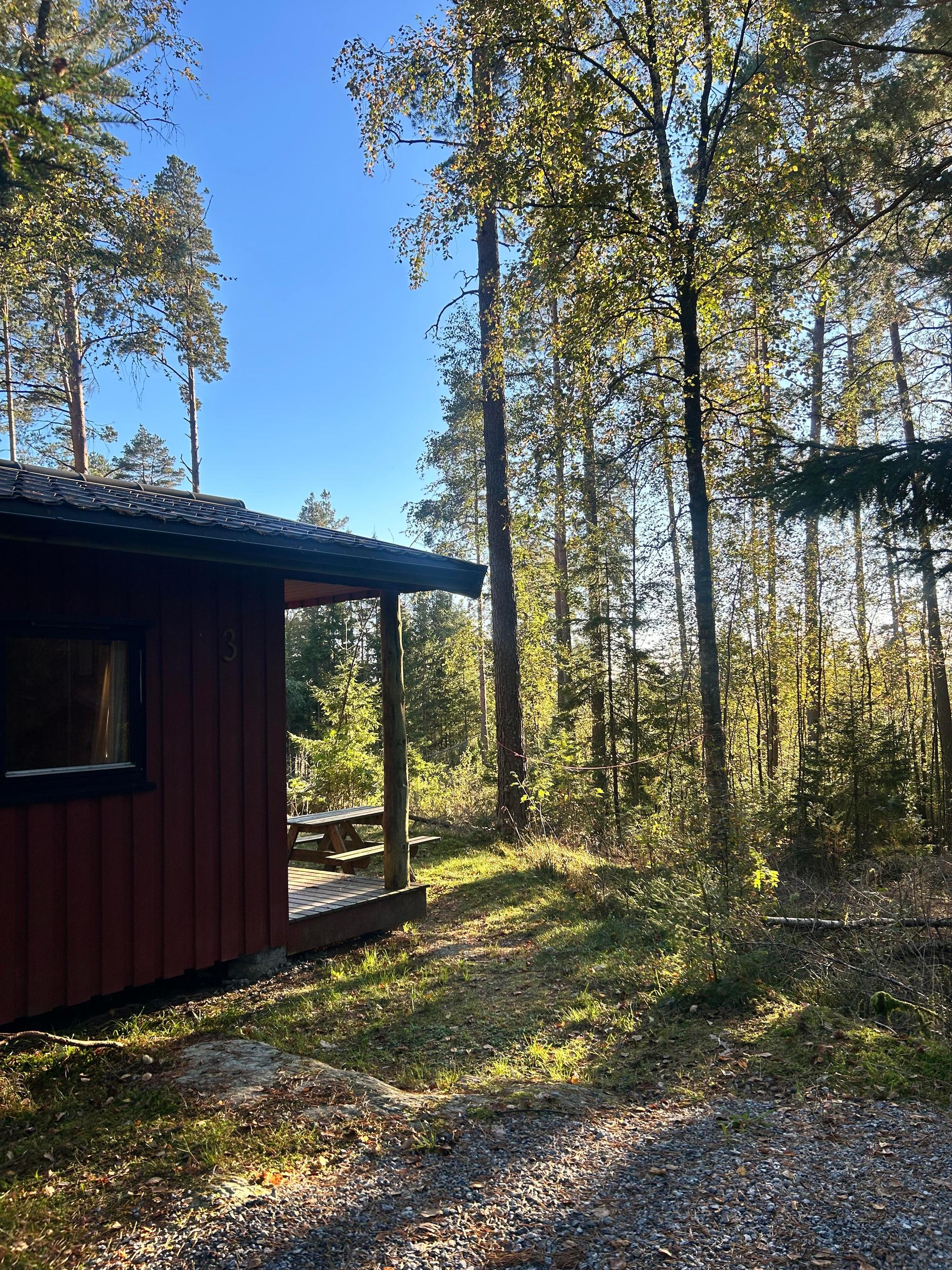 A cabin surrounded by forest