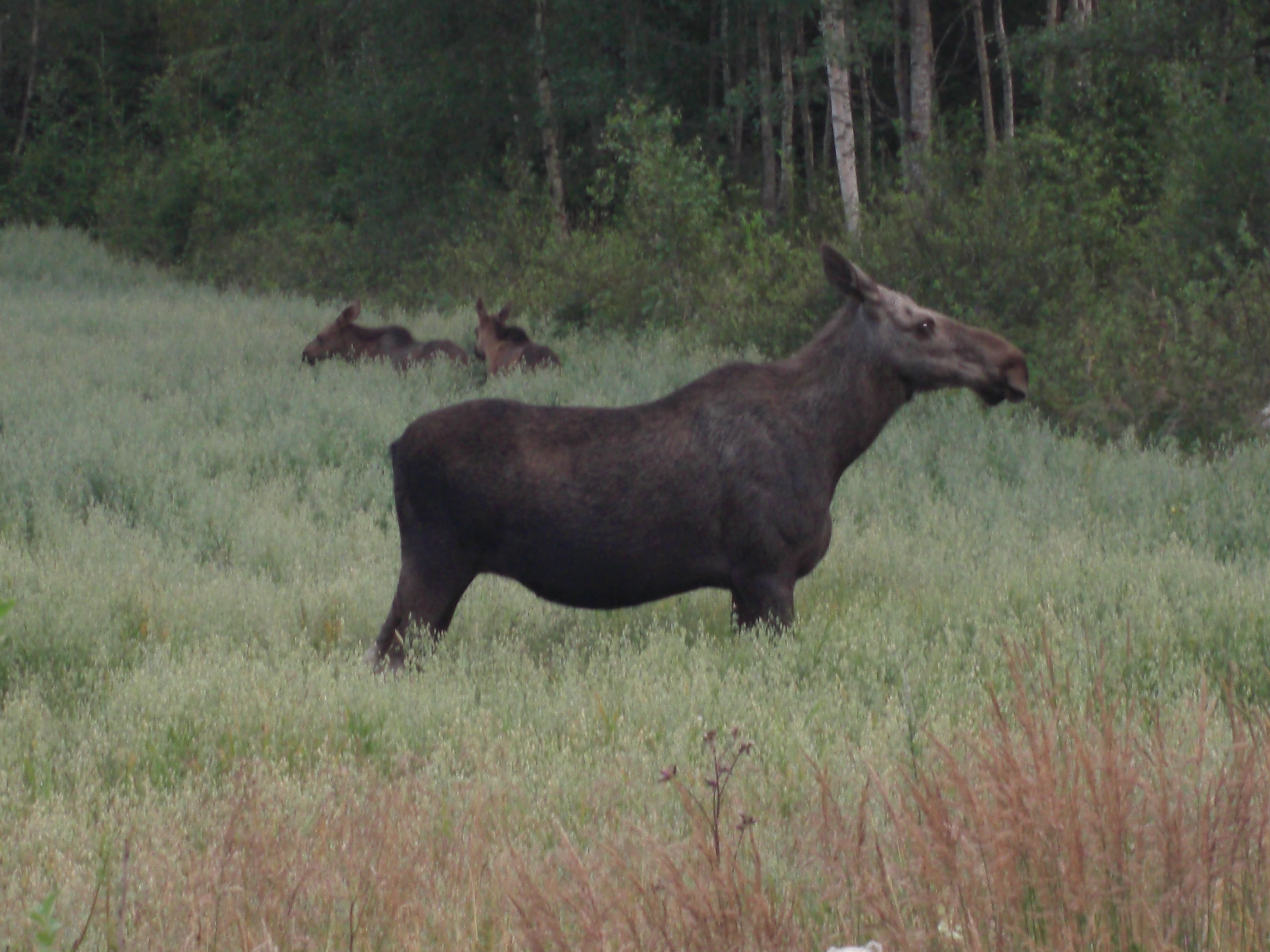 Moose on field