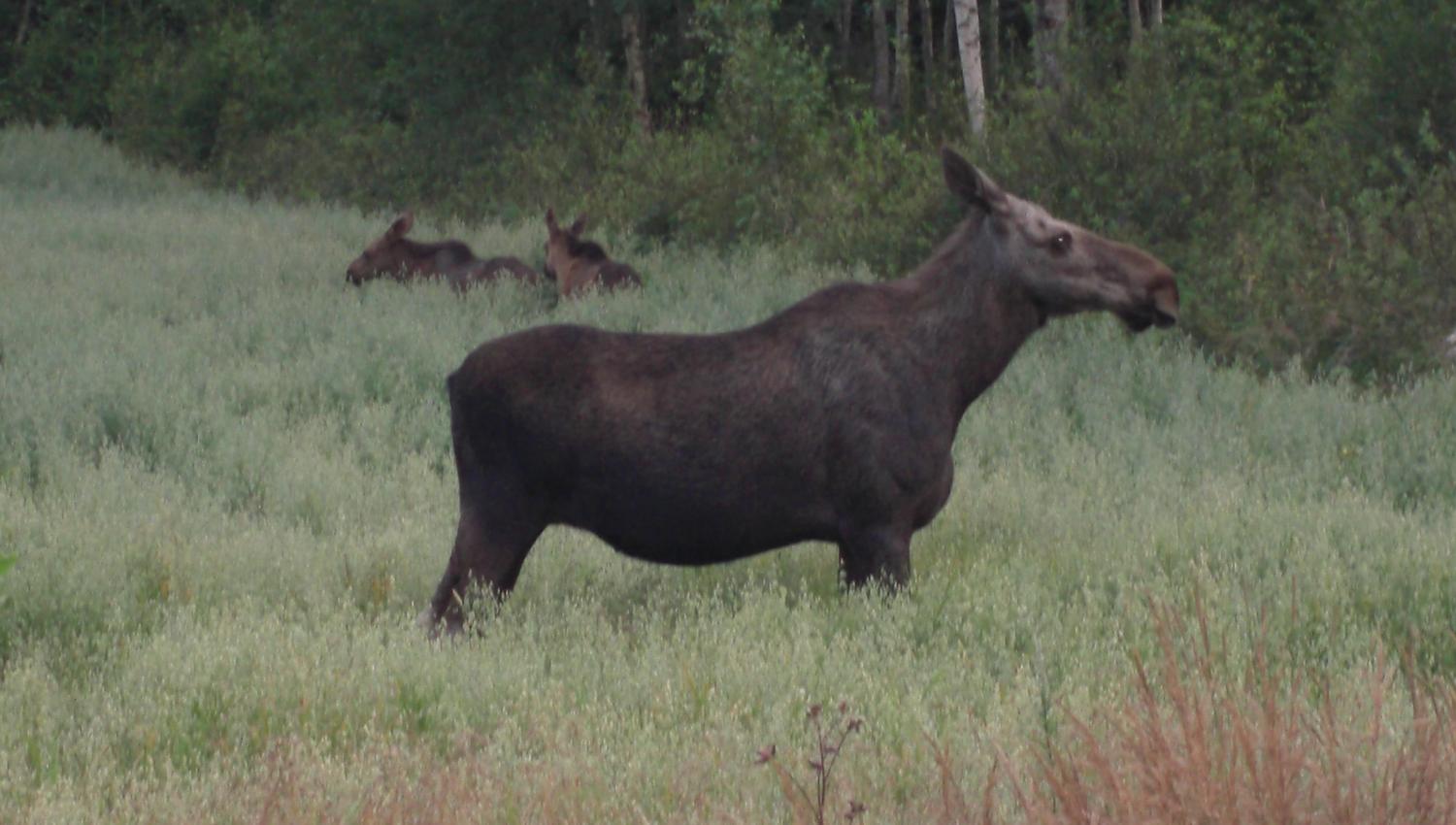 Moose on field