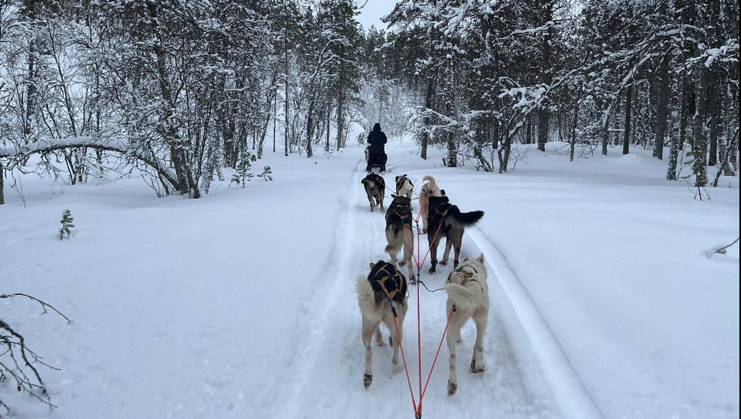 View from a dog sled with the huskies ahead in the snowy landscape
