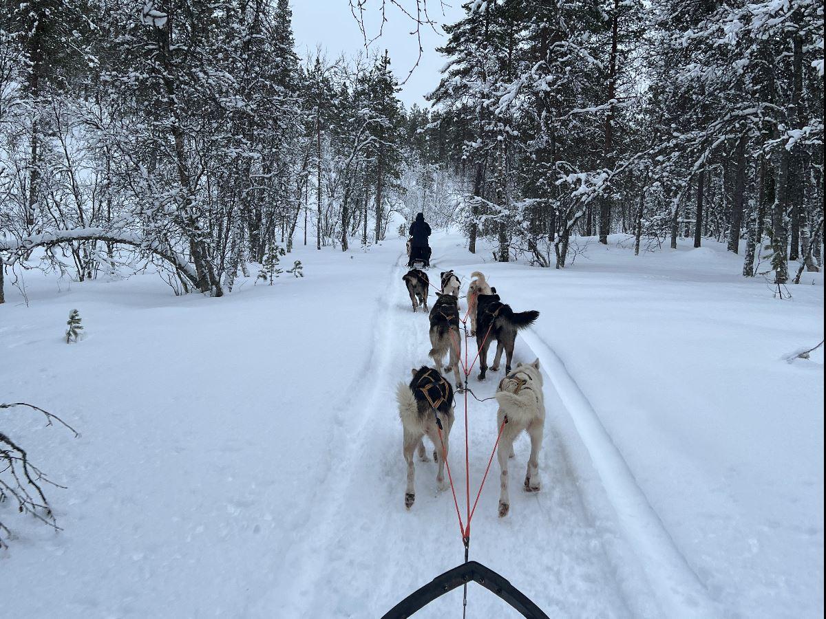 View from a dog sled with the huskies ahead in the snowy landscape