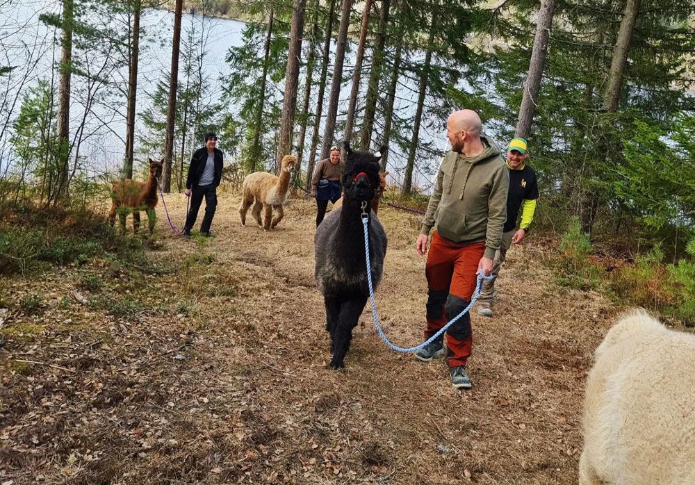 group on an alpaca walk with Svenseid Alpakka