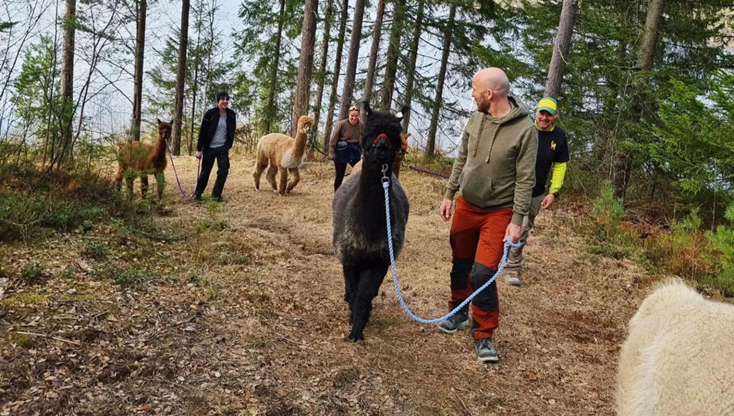 group on an alpaca walk with Svenseid Alpakka