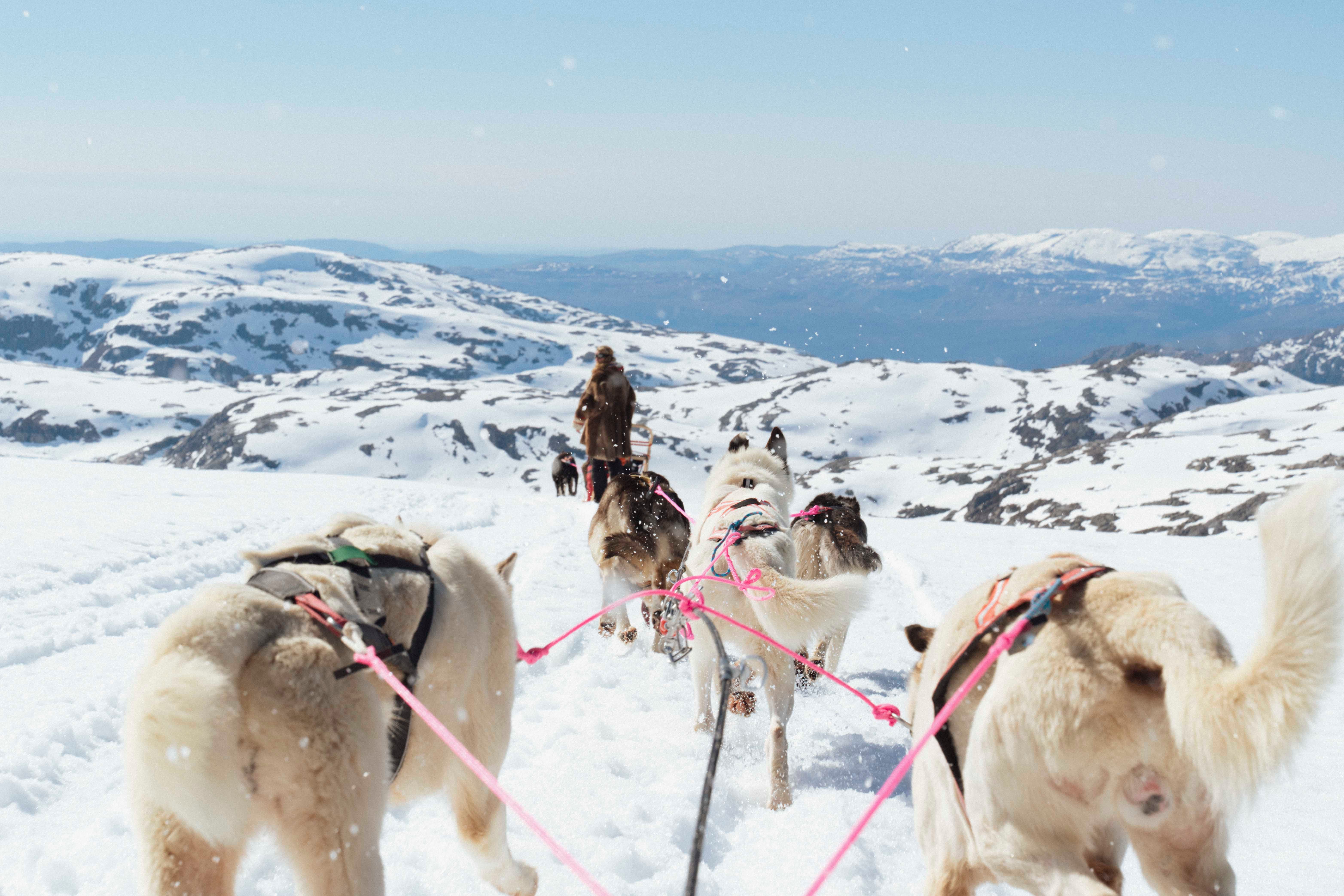 Dogsledding at folgefonna, view over huskies running through the snow with snow-covered mountains in the background.