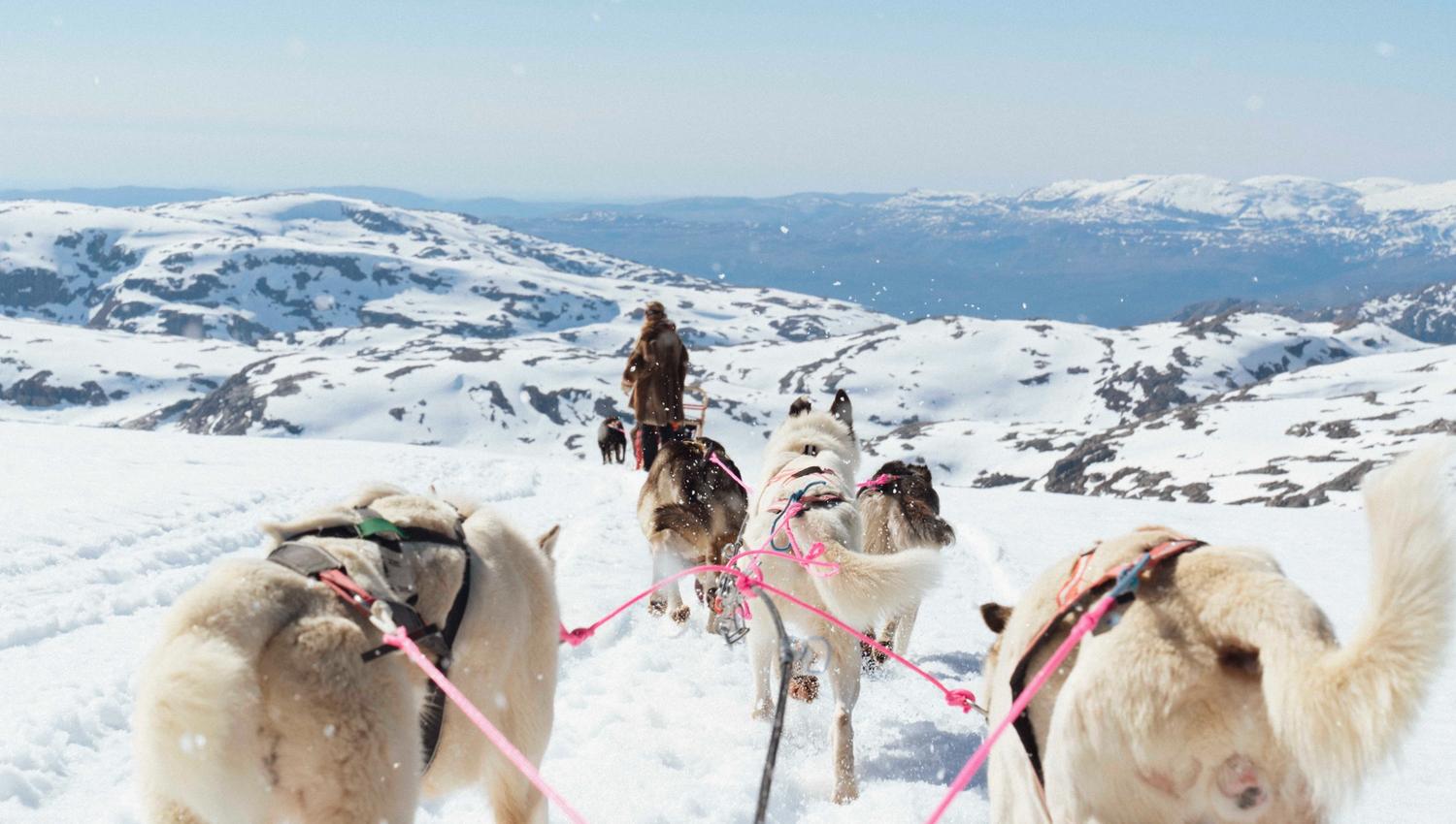 Dogsledding at folgefonna, view over huskies running through the snow with snow-covered mountains in the background.