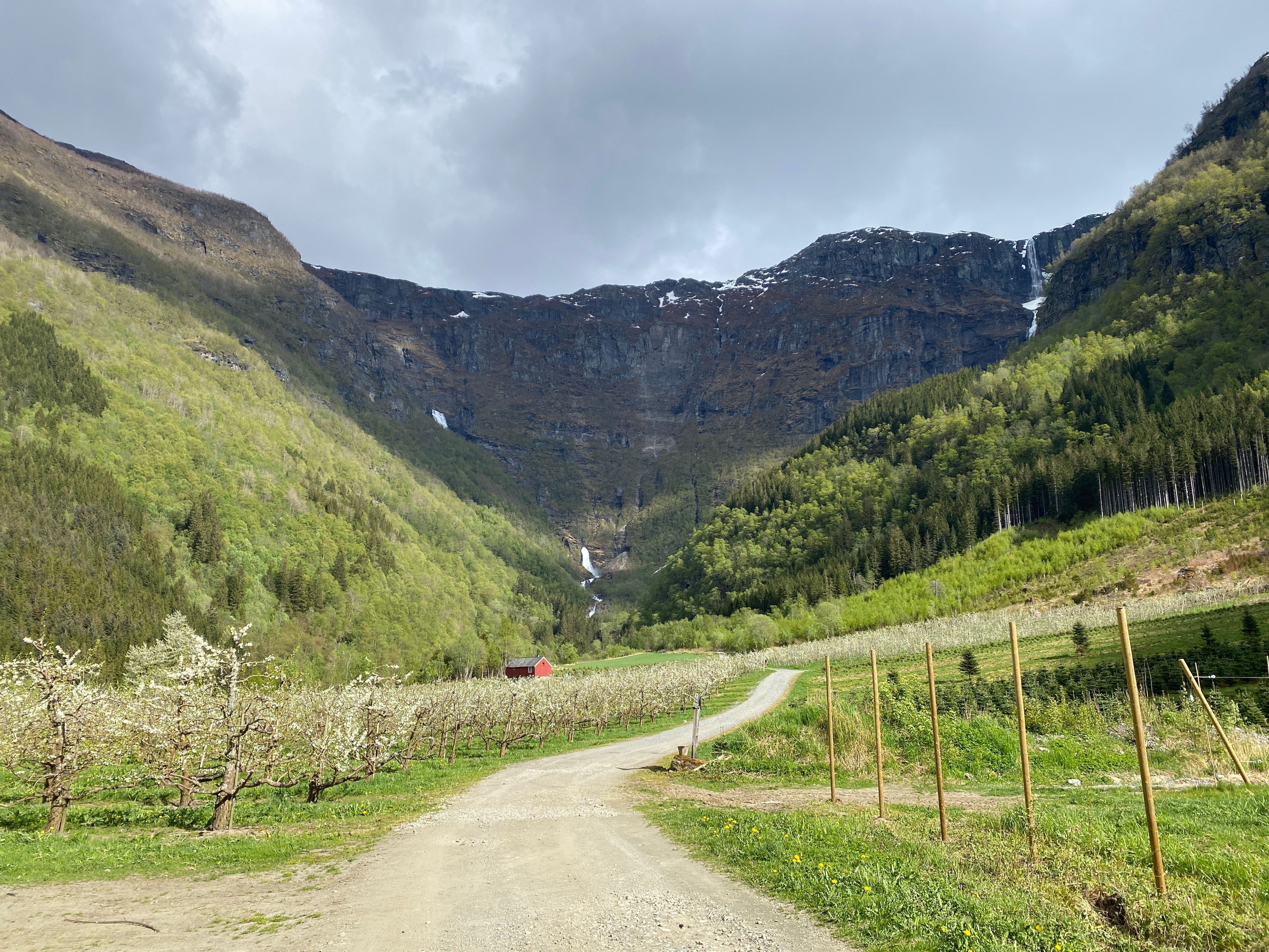 Blooming fruit trees with a view towards a waterfall and steep mountains in Elvedalen, Lofthus, Hardanger.