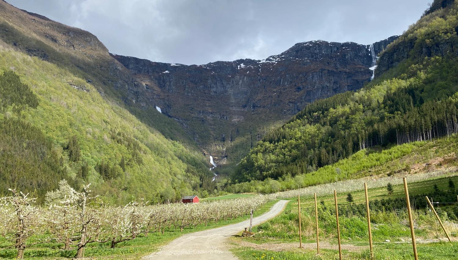 Blooming fruit trees with a view towards a waterfall and steep mountains in Elvedalen, Lofthus, Hardanger.