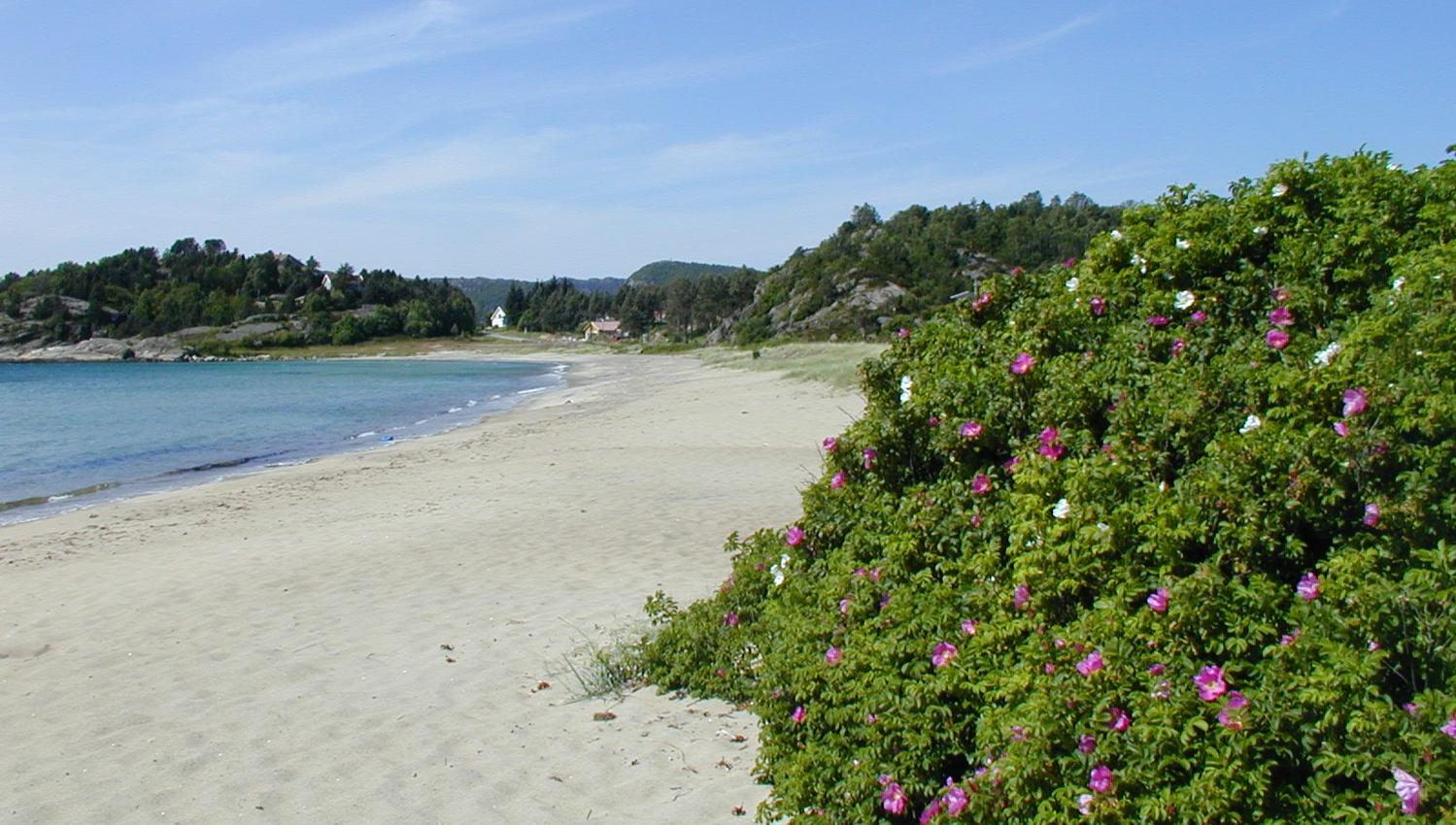 Njervesanden, strand så langt man kan se, og på bildet er det en stor busk på høyre side med mange flotte rosa og hvite blomster