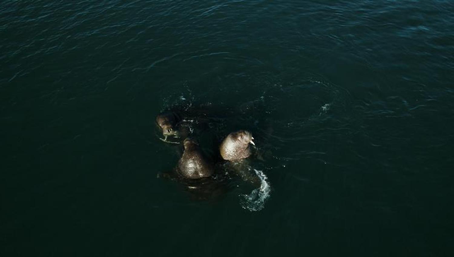 The waleruses in the fjord