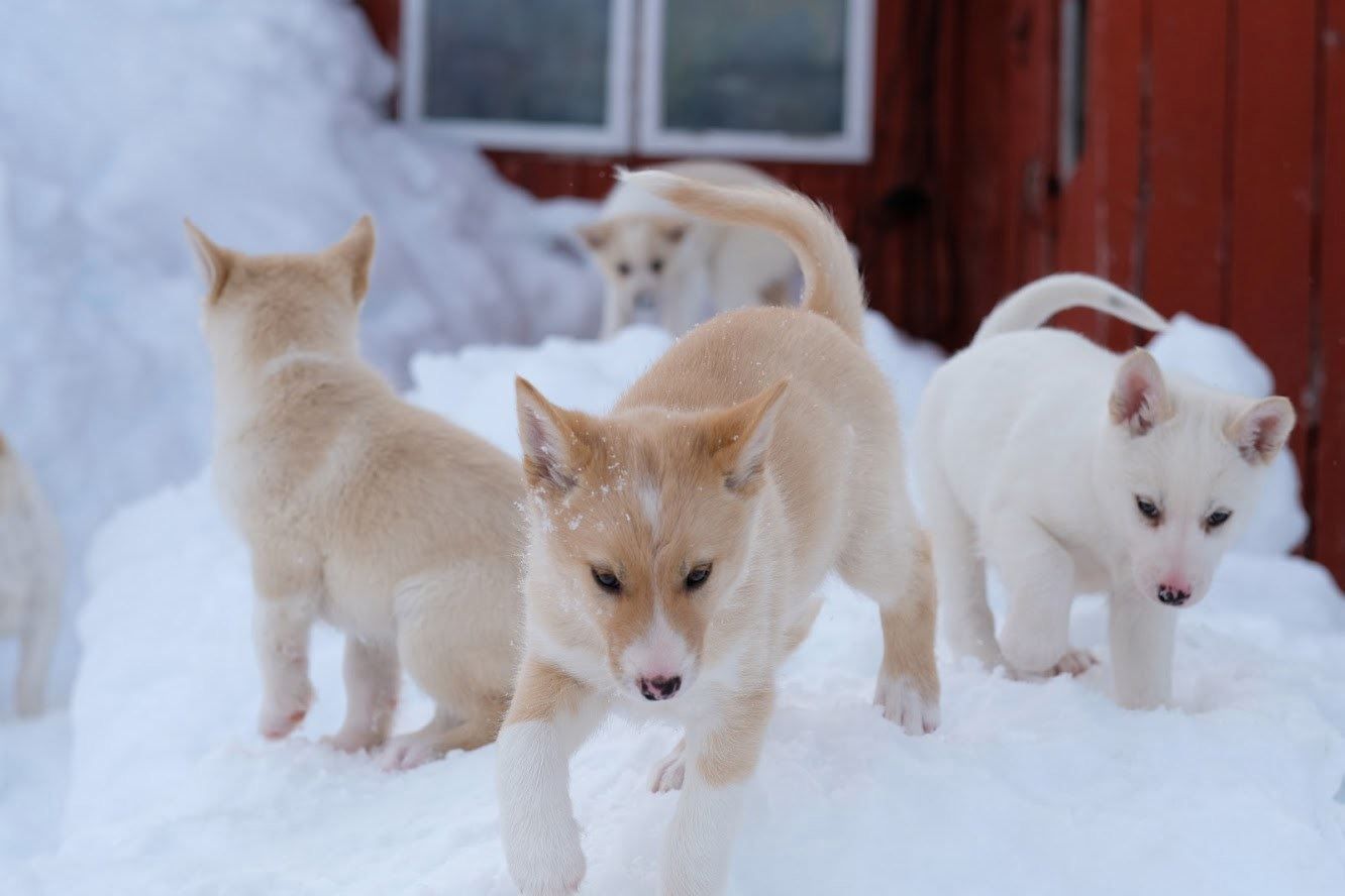 Husky puppies